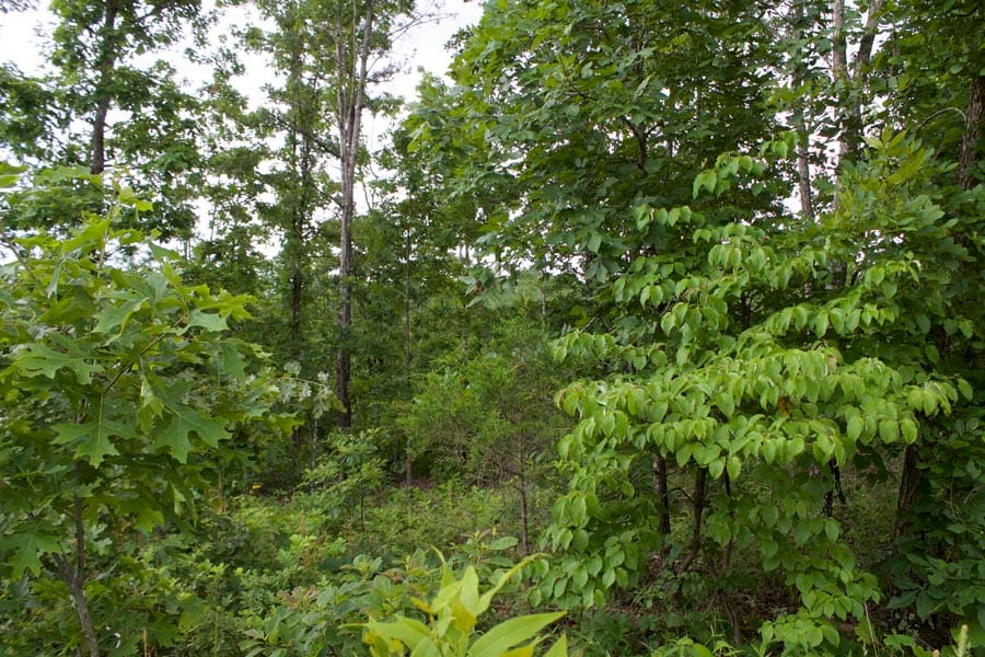 Thunder Mountain Ranch Tract 15 photo 5