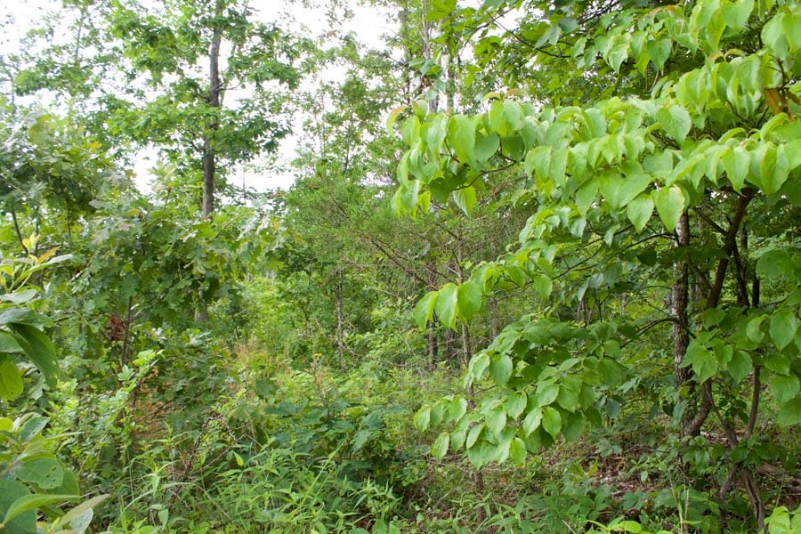 Thunder Mountain Ranch Tract 15 photo 6