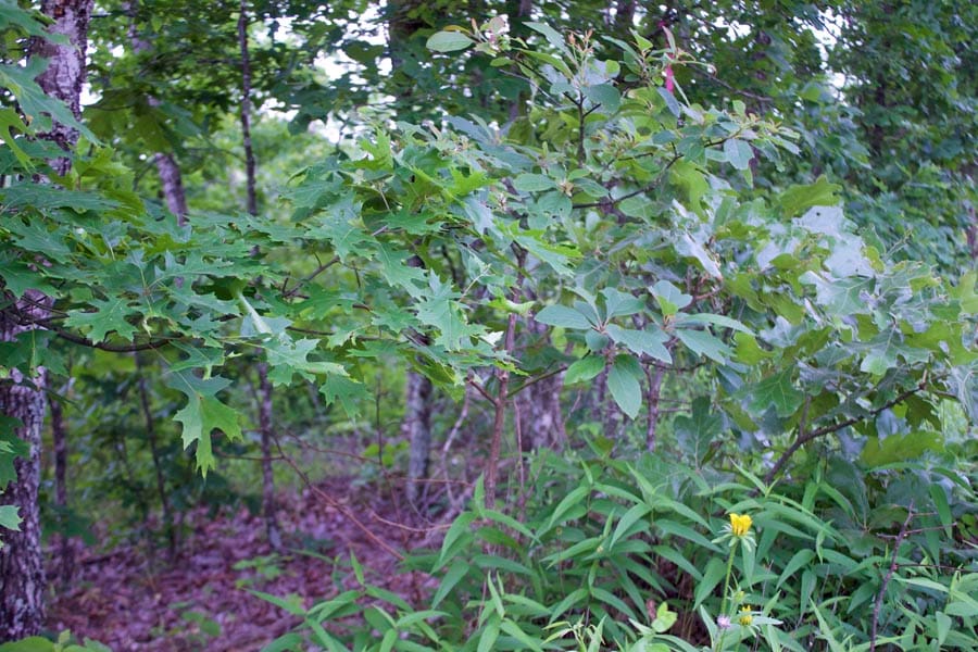 Thunder Mountain Ranch Tract 15 photo 9