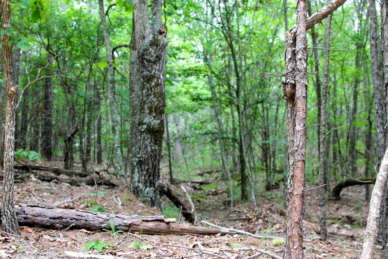 Trophy Ridge Phase II Tract 67 photo 2