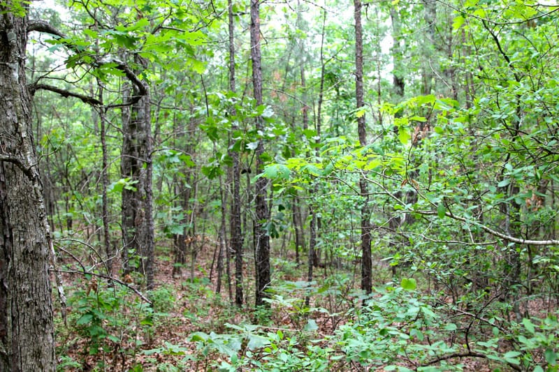 Trophy Ridge Phase II Tract 67 photo 3