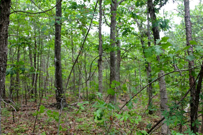 Trophy Ridge Phase II Tract 67 photo 5
