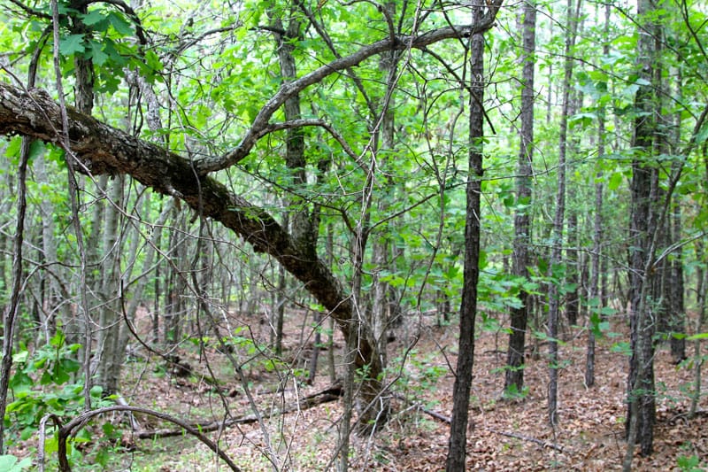 Trophy Ridge Phase II Tract 67 photo 6