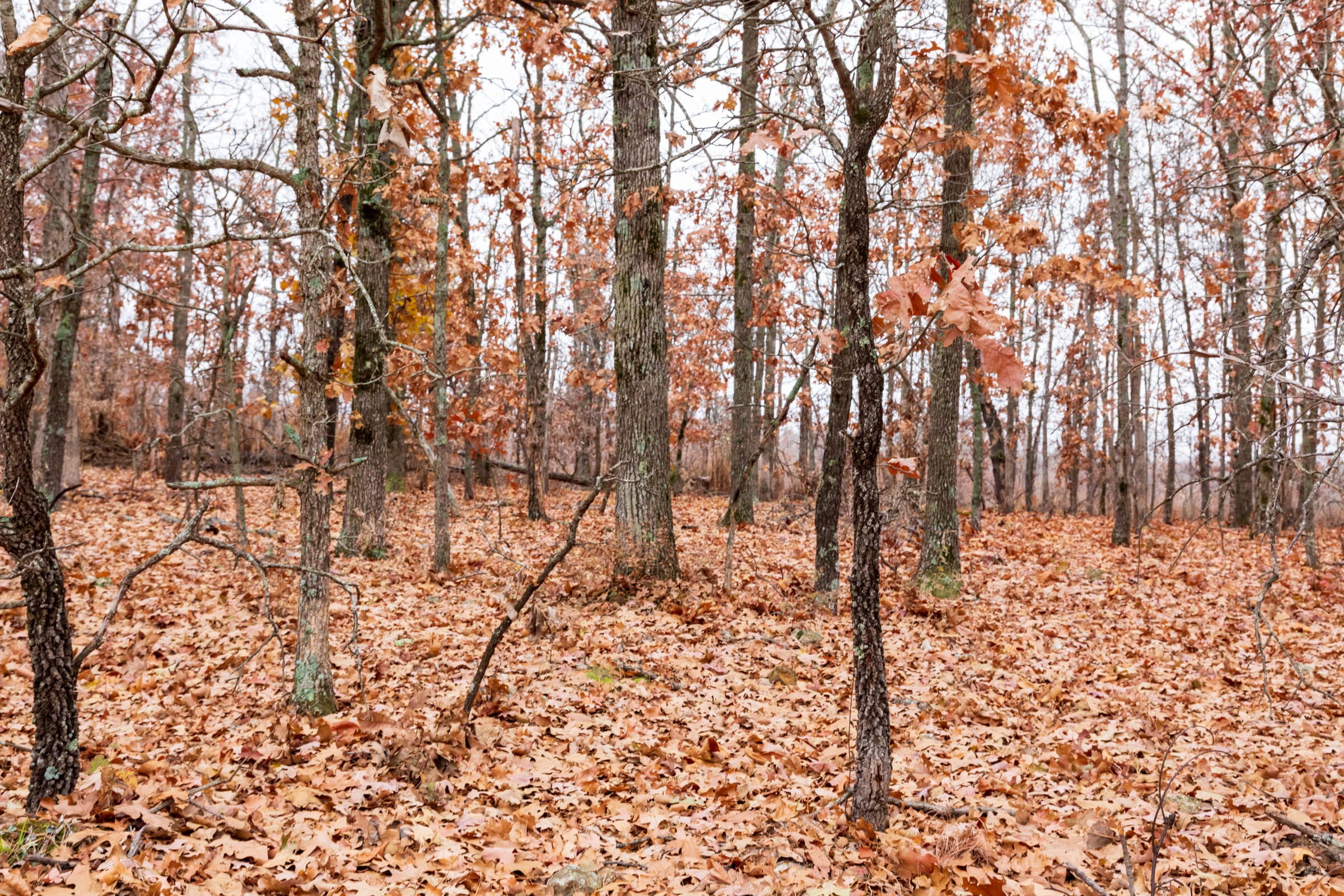 Carter’s Crossing Tract 4 photo 2