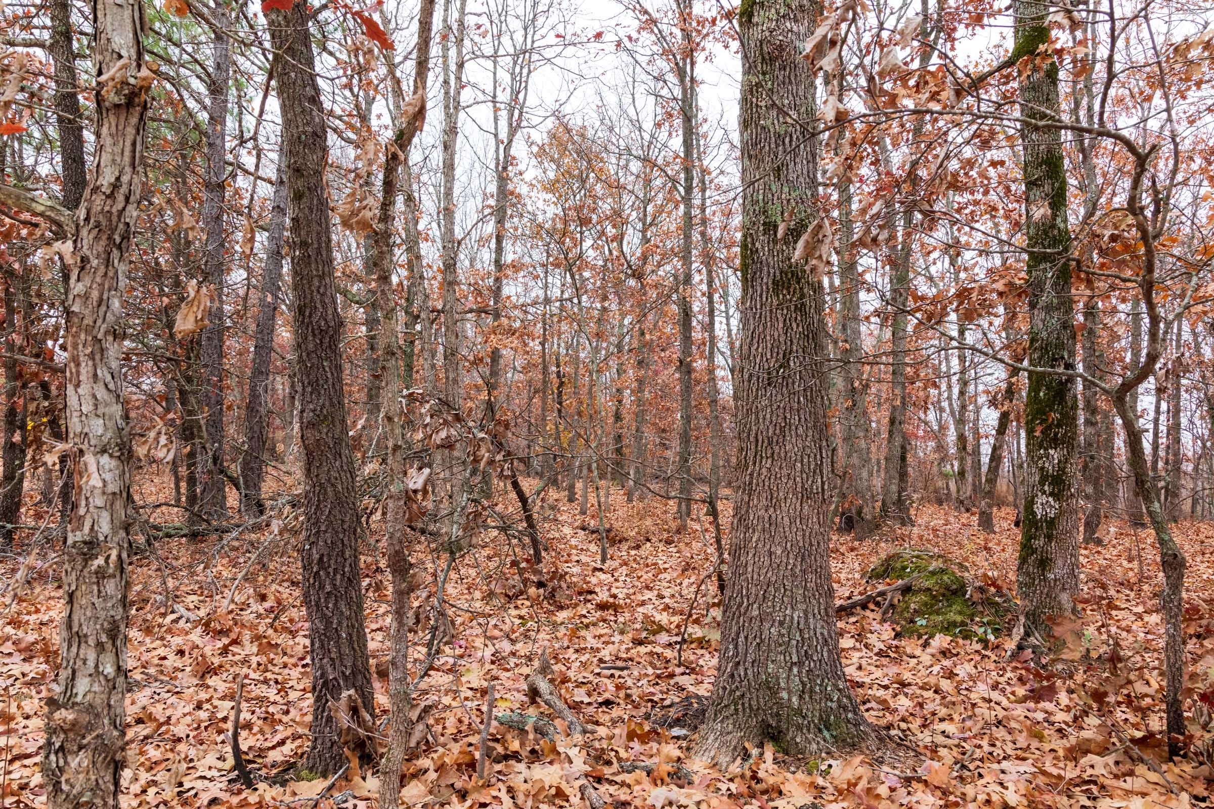 Carter’s Crossing Tract 4 photo 3