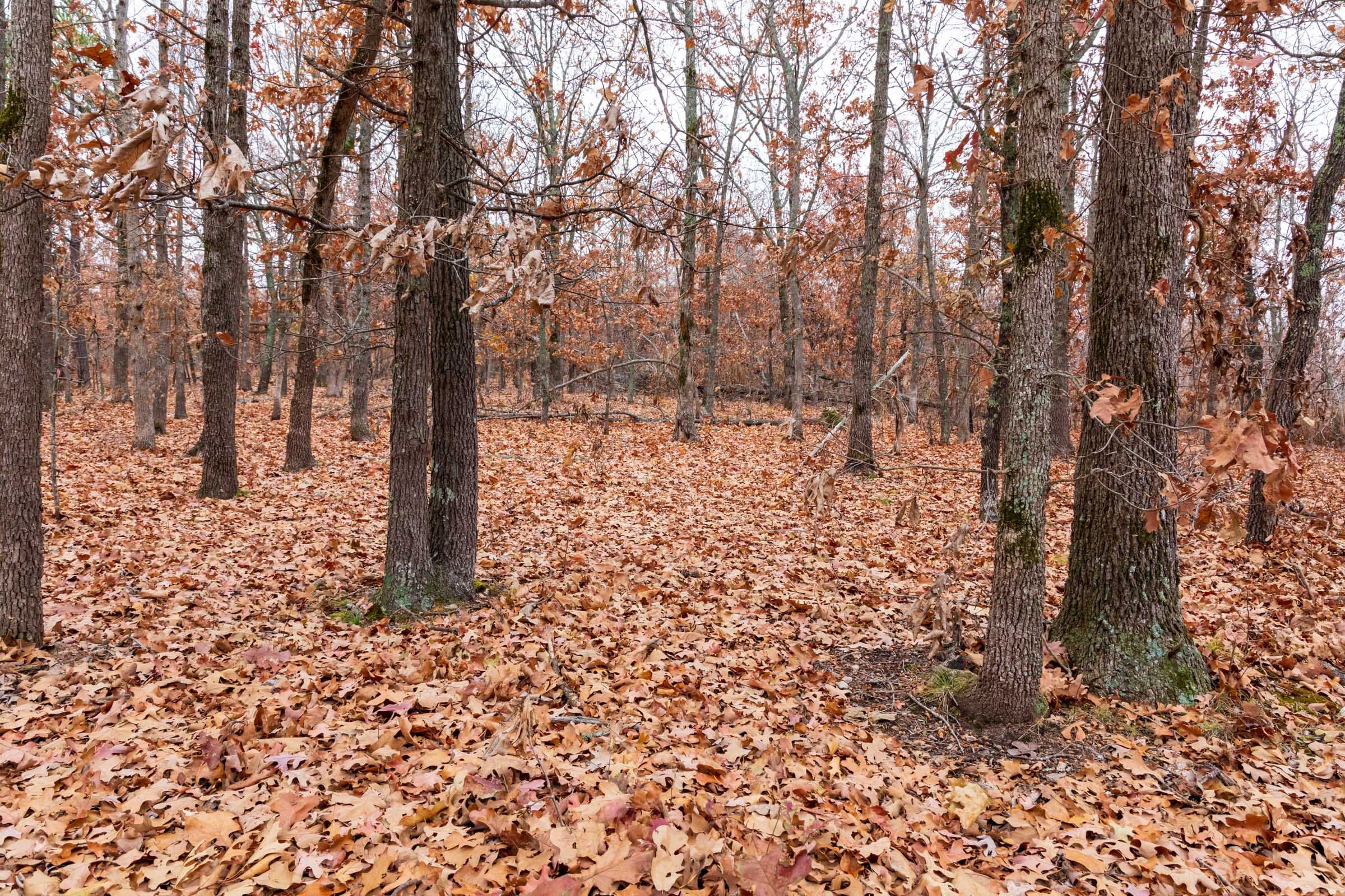 Carter’s Crossing Tract 4 photo 6