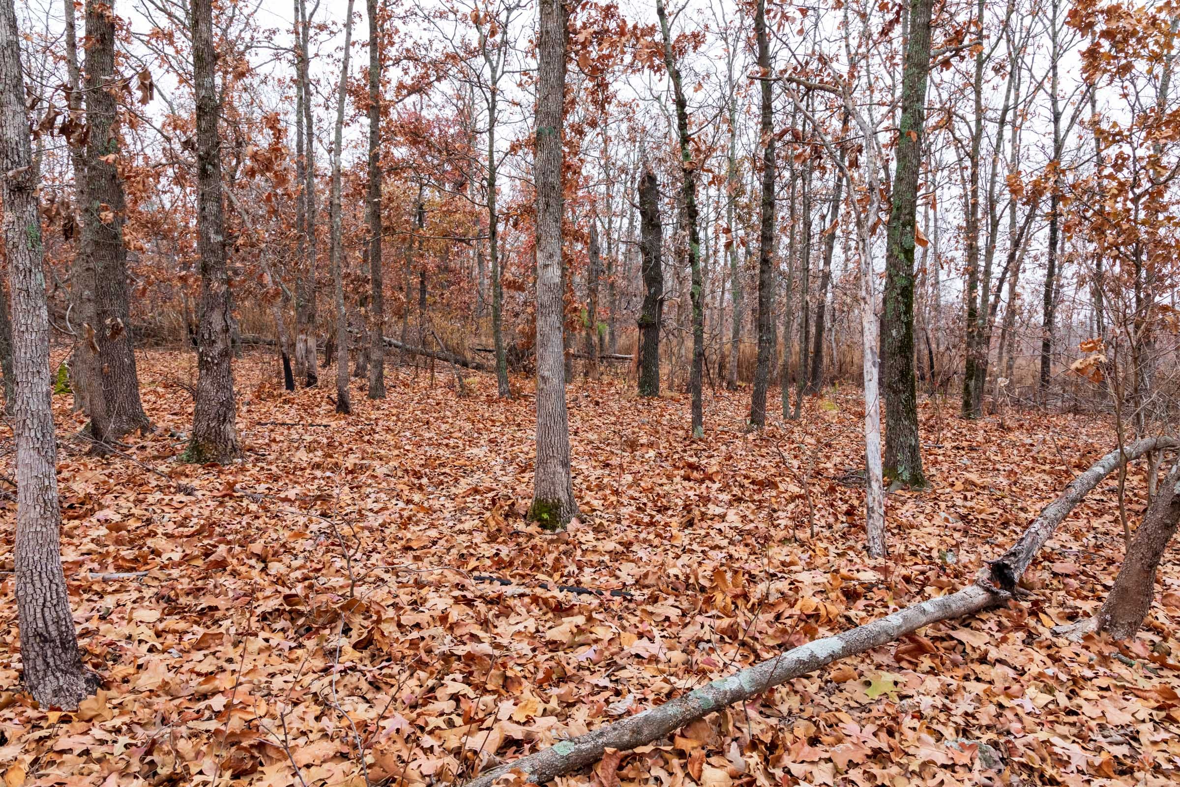 Carter’s Crossing Tract 4 photo 7