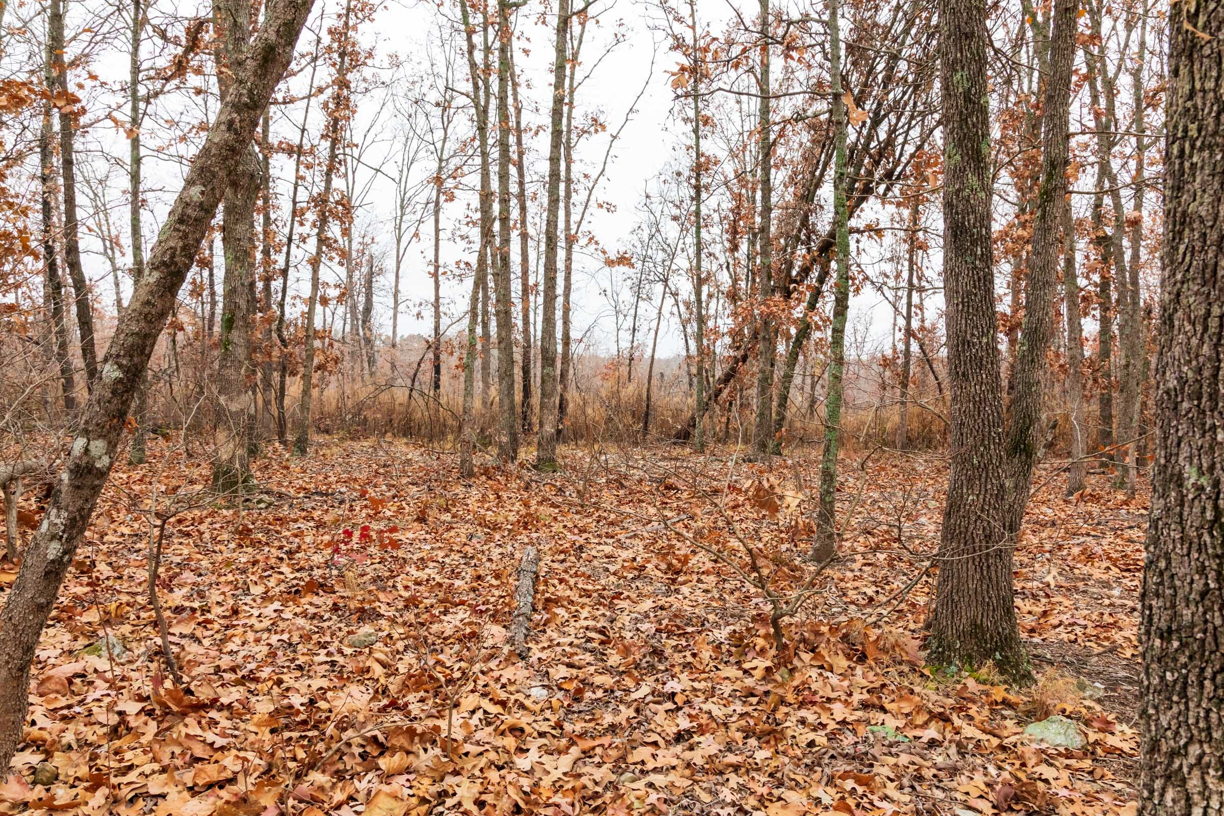 Carter’s Crossing Tract 4 photo 8