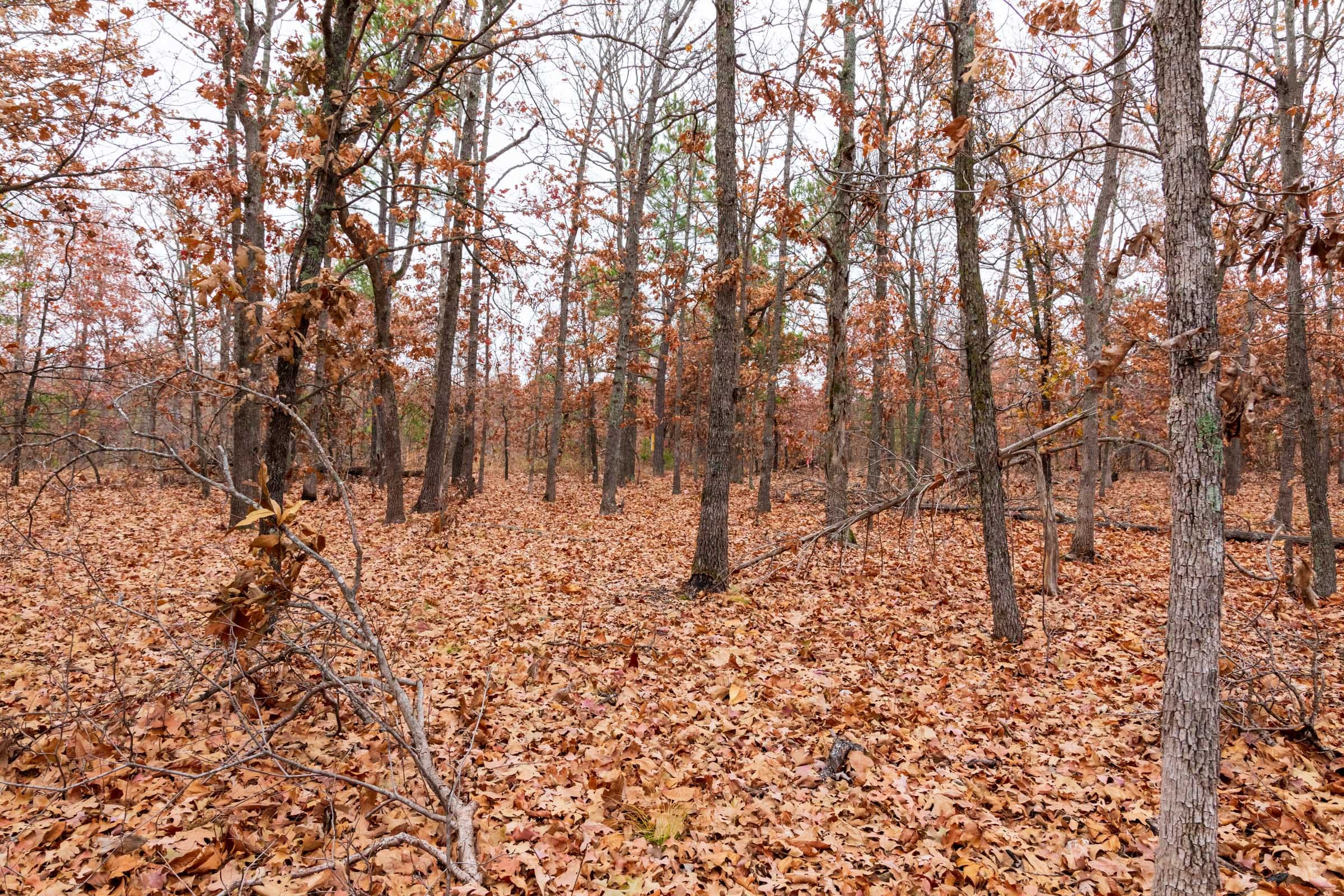 Carter’s Crossing Tract 4 photo 9