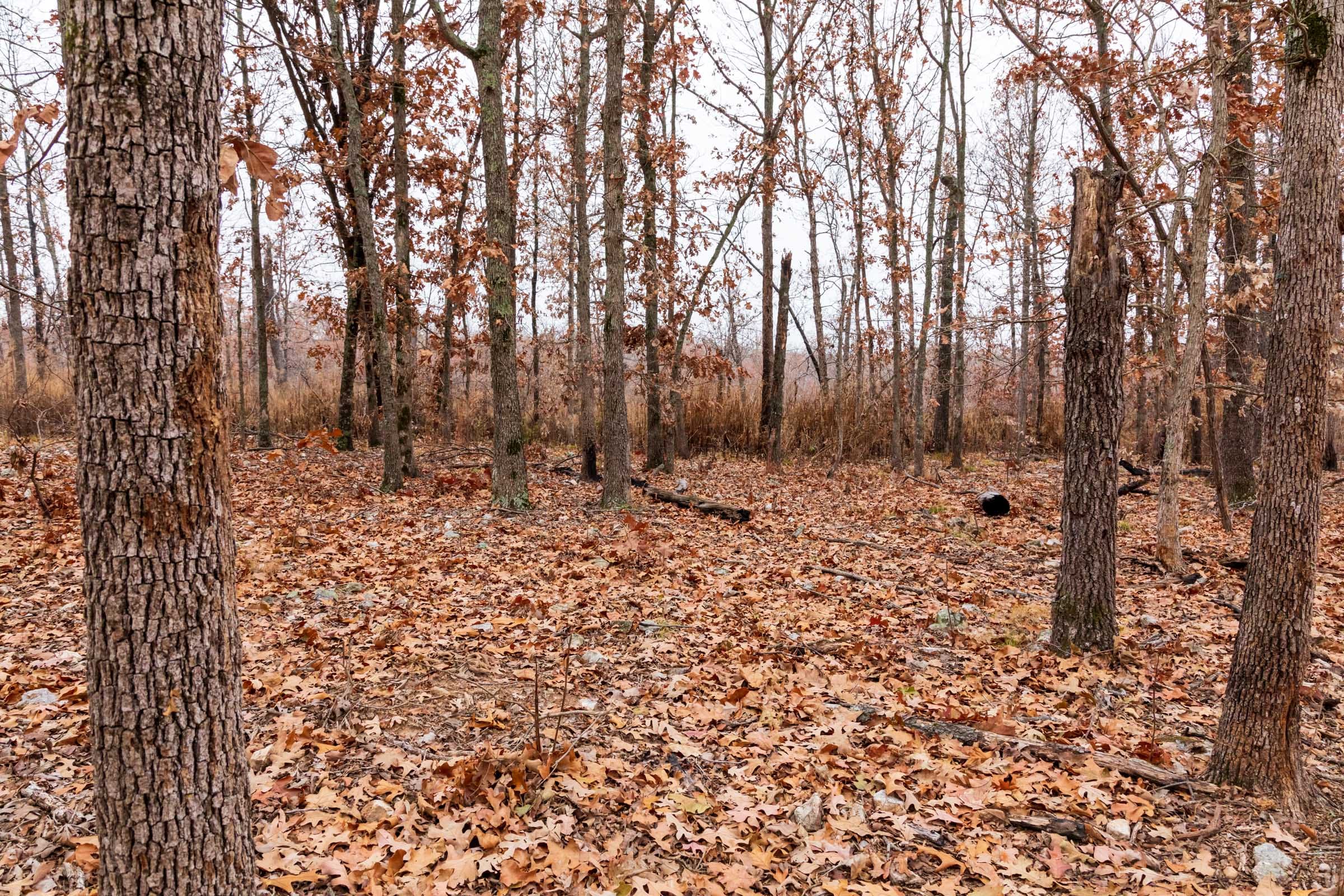 Carter’s Crossing Tract 4 photo 10