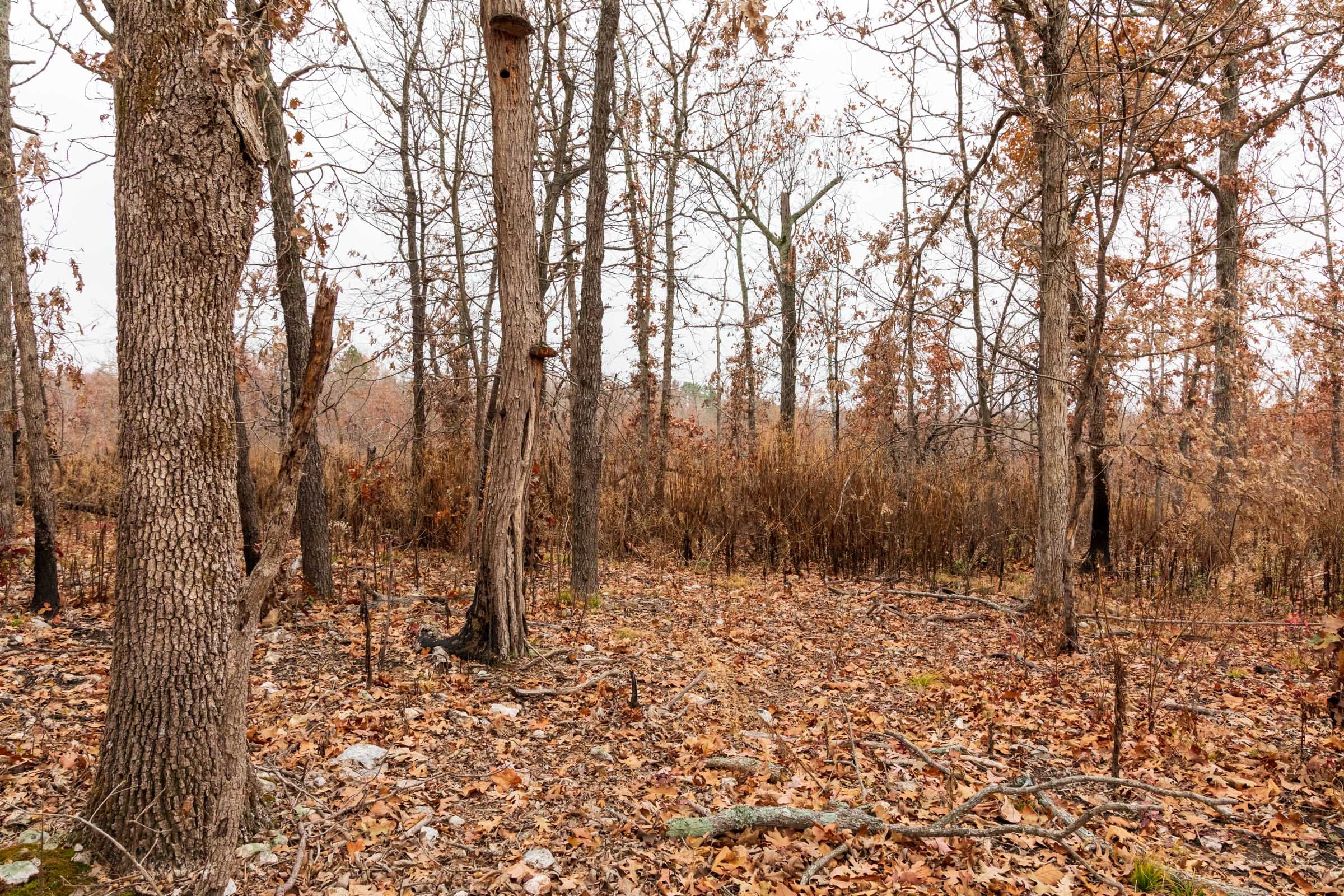 Carter’s Crossing Tract 4 photo 11