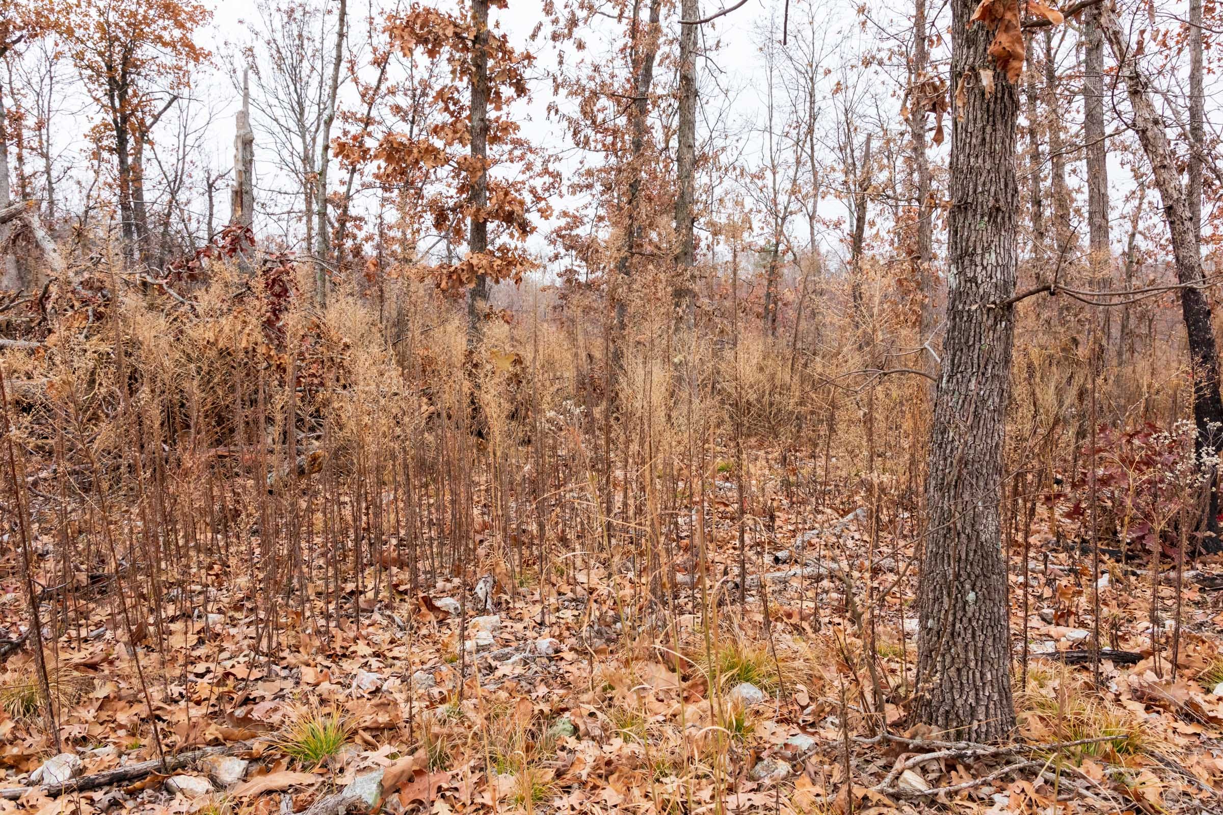 Carter’s Crossing Tract 4 photo 13