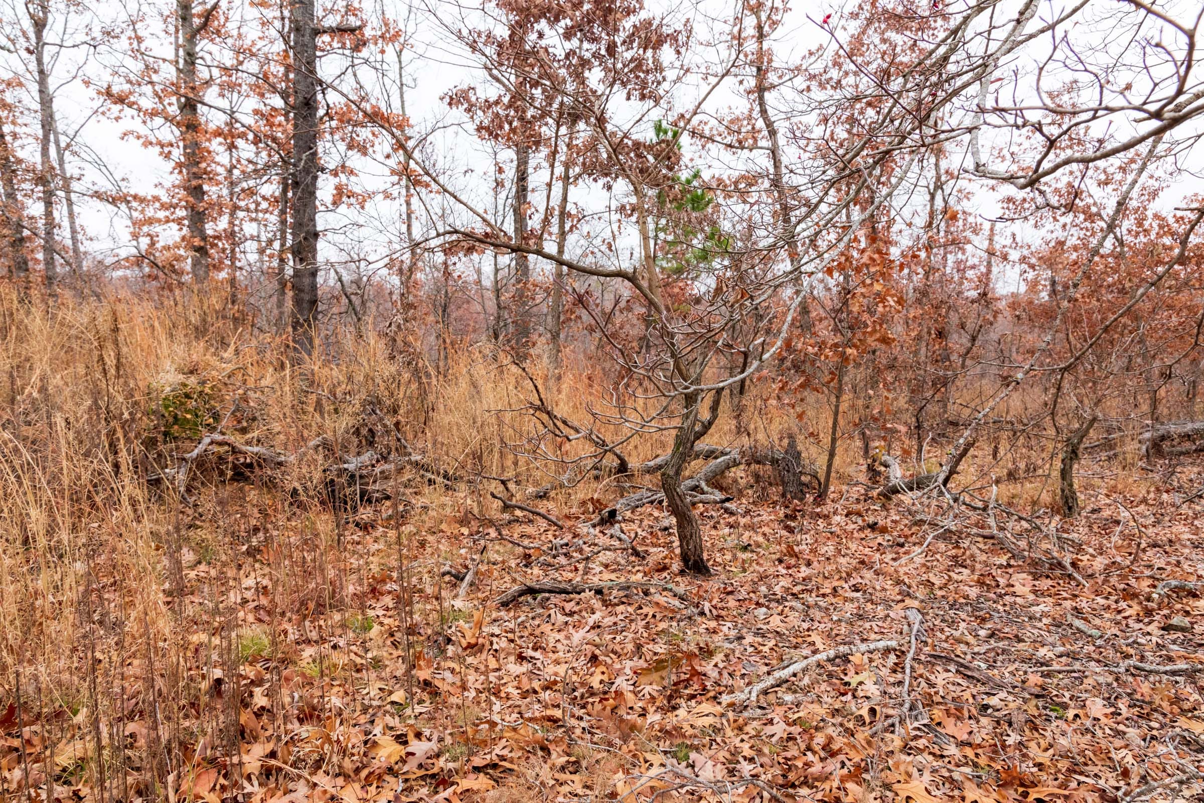 Carter’s Crossing Tract 4 photo 15
