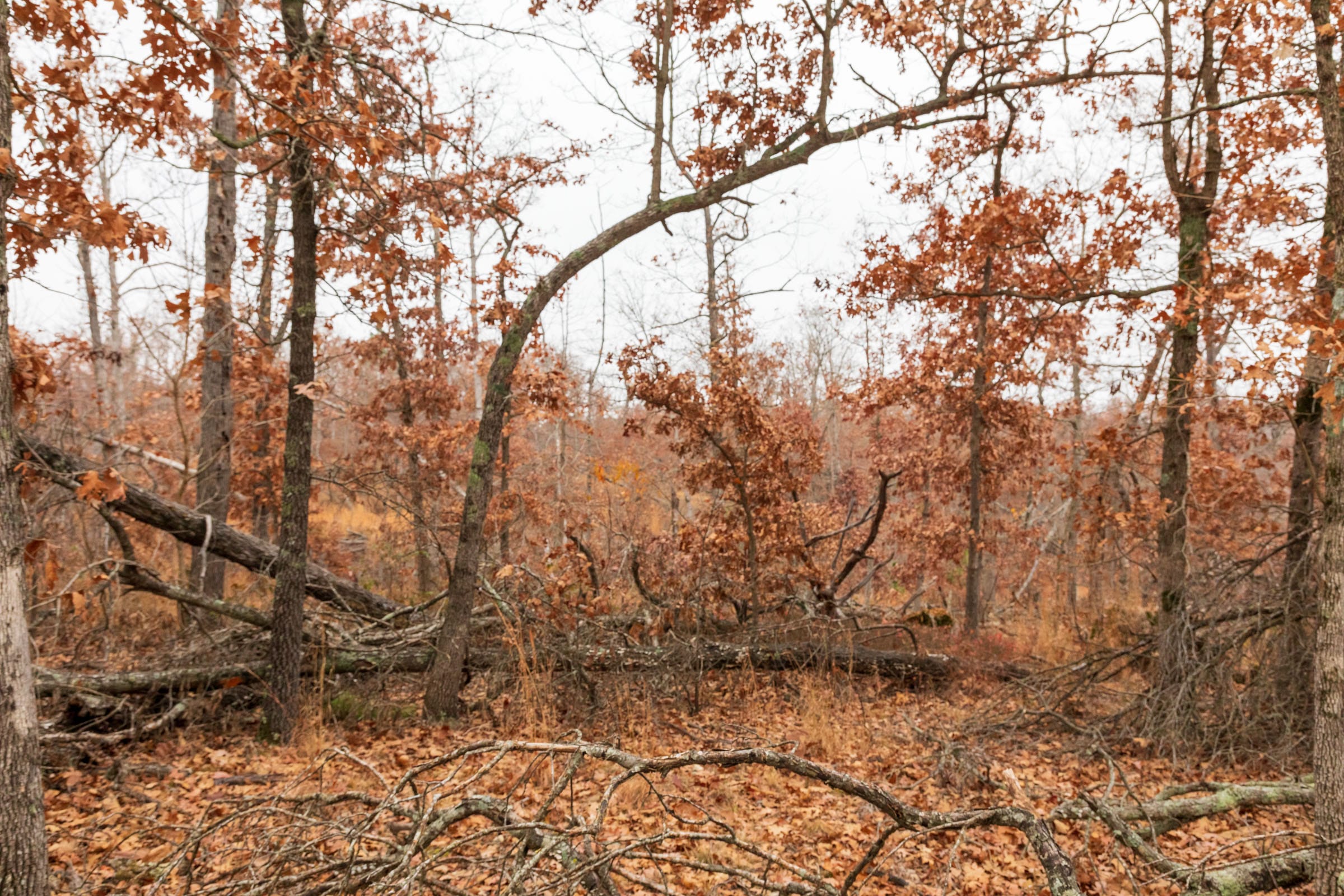 Carter’s Crossing Tract 4 photo 17