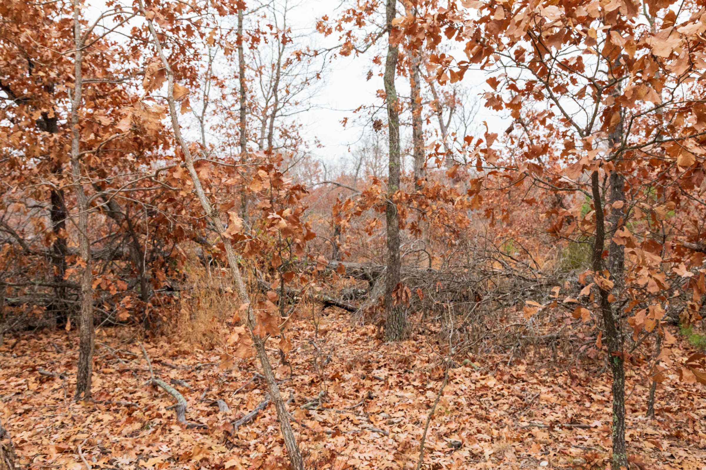 Carter’s Crossing Tract 4 photo 18