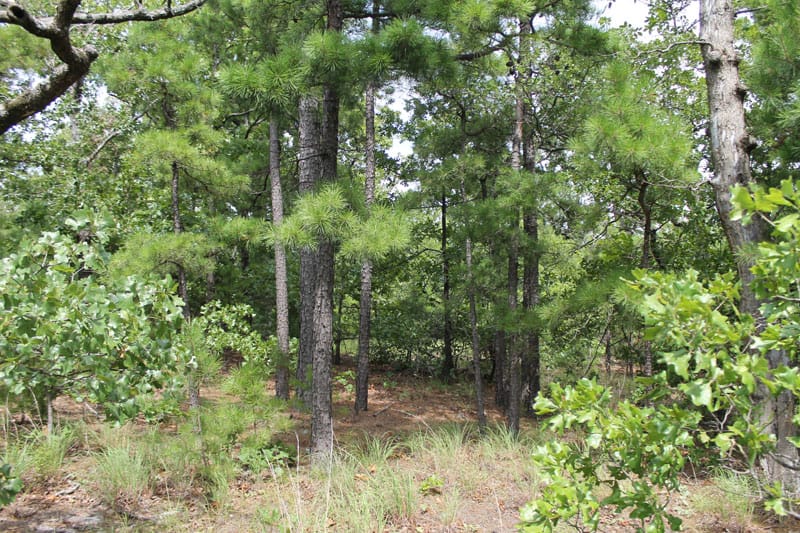 Trophy Ridge Phase III Tract 36 photo 2