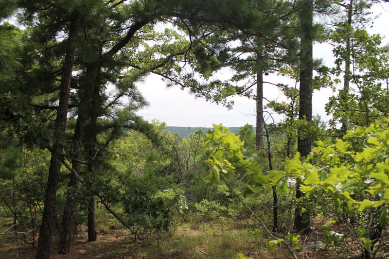 Trophy Ridge Phase III Tract 36 photo 4