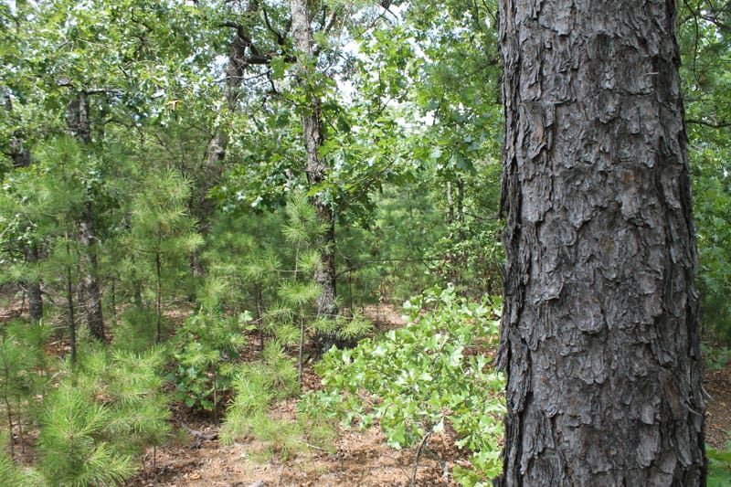 Trophy Ridge Phase III Tract 36 photo 5