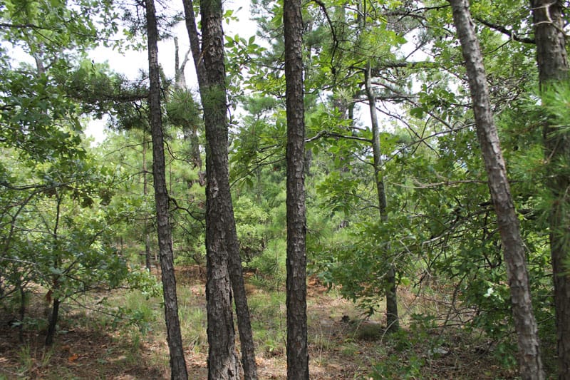 Trophy Ridge Phase III Tract 36 photo 6