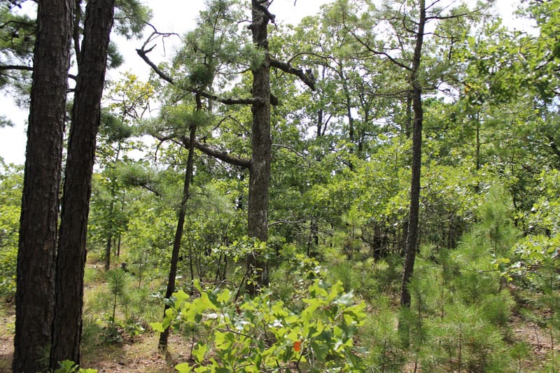 Trophy Ridge Phase III Tract 36 photo 7