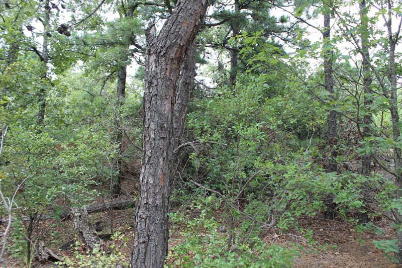 Trophy Ridge Phase III Tract 36 photo 8