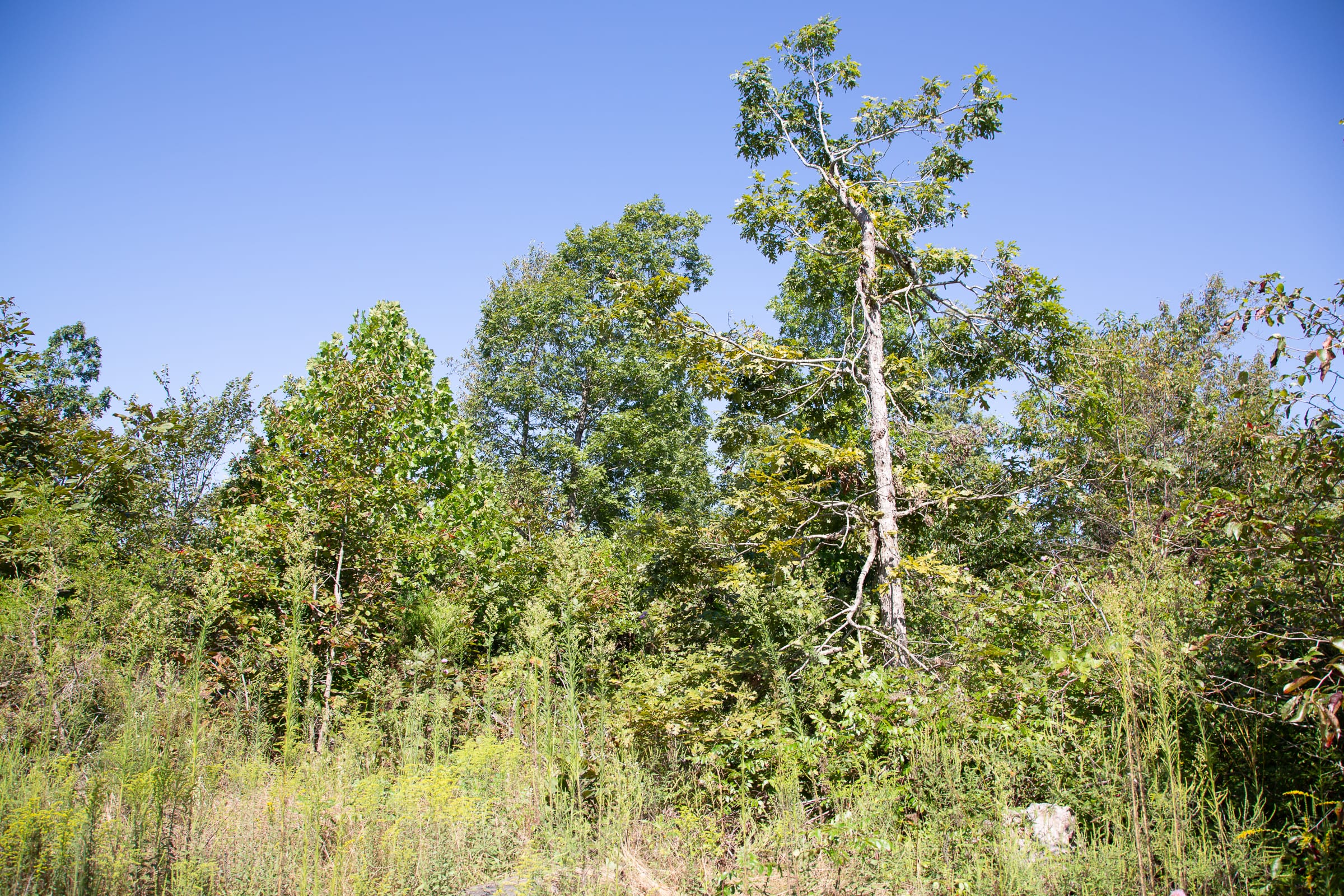 Borgmann’s Hollow Phase III Tract 74 photo 2