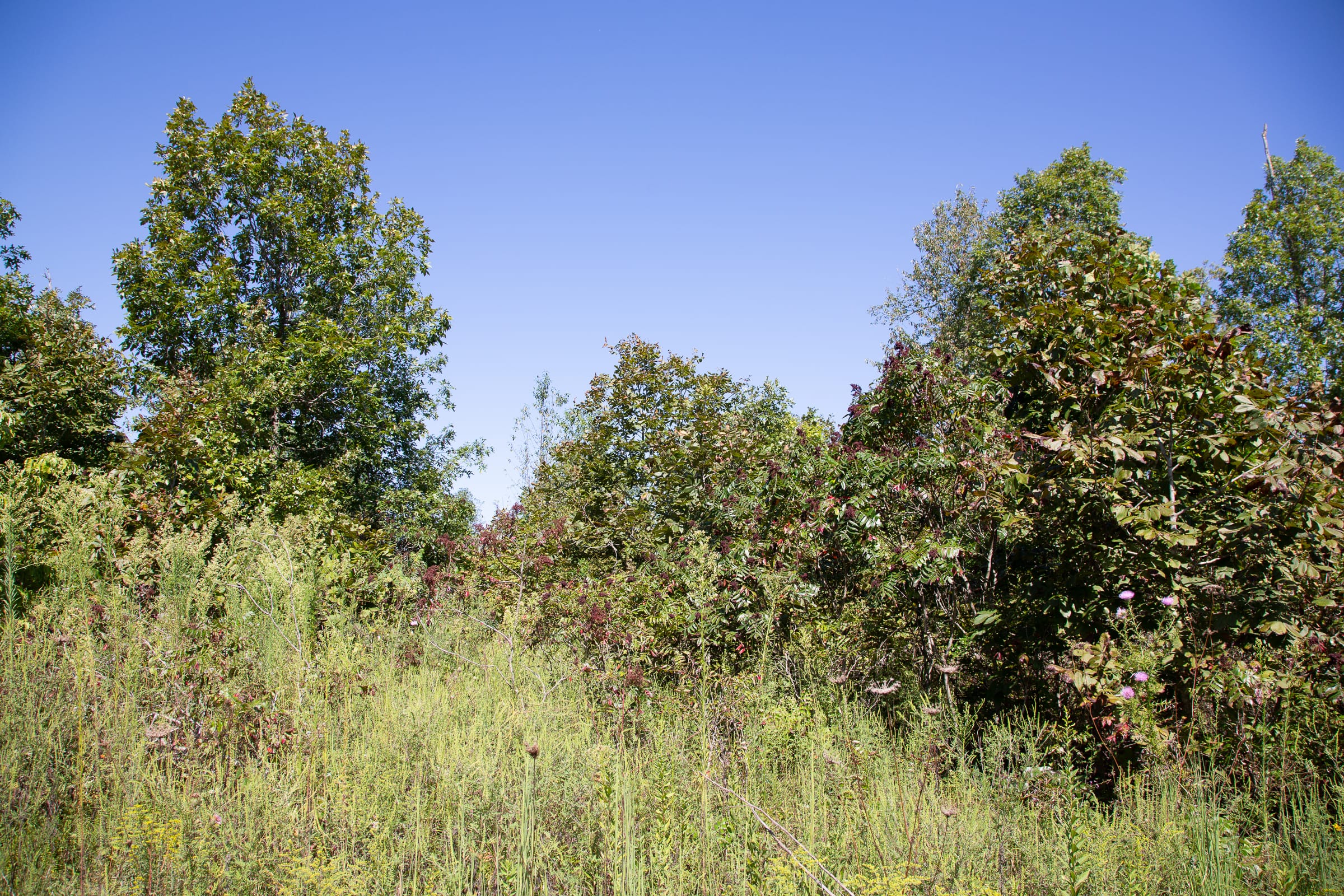 Borgmann’s Hollow Phase III Tract 74 photo 3