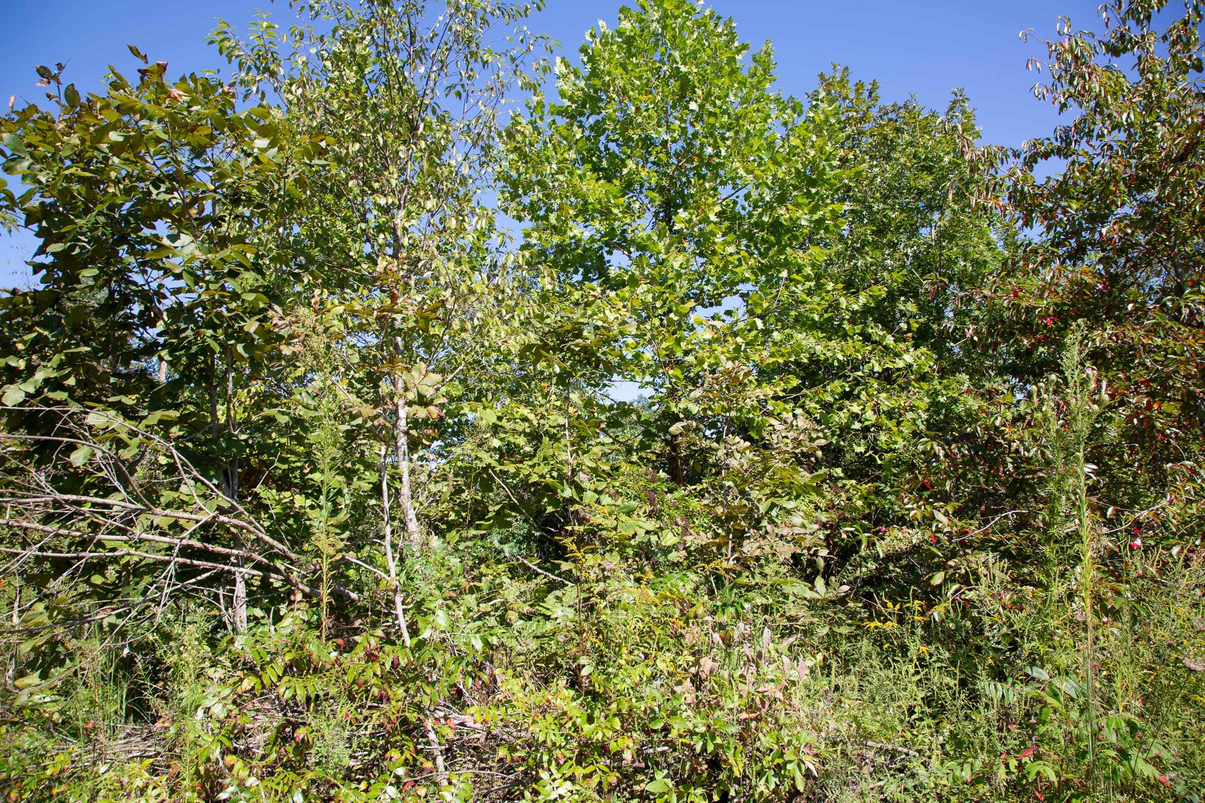 Borgmann’s Hollow Phase III Tract 74 photo 4