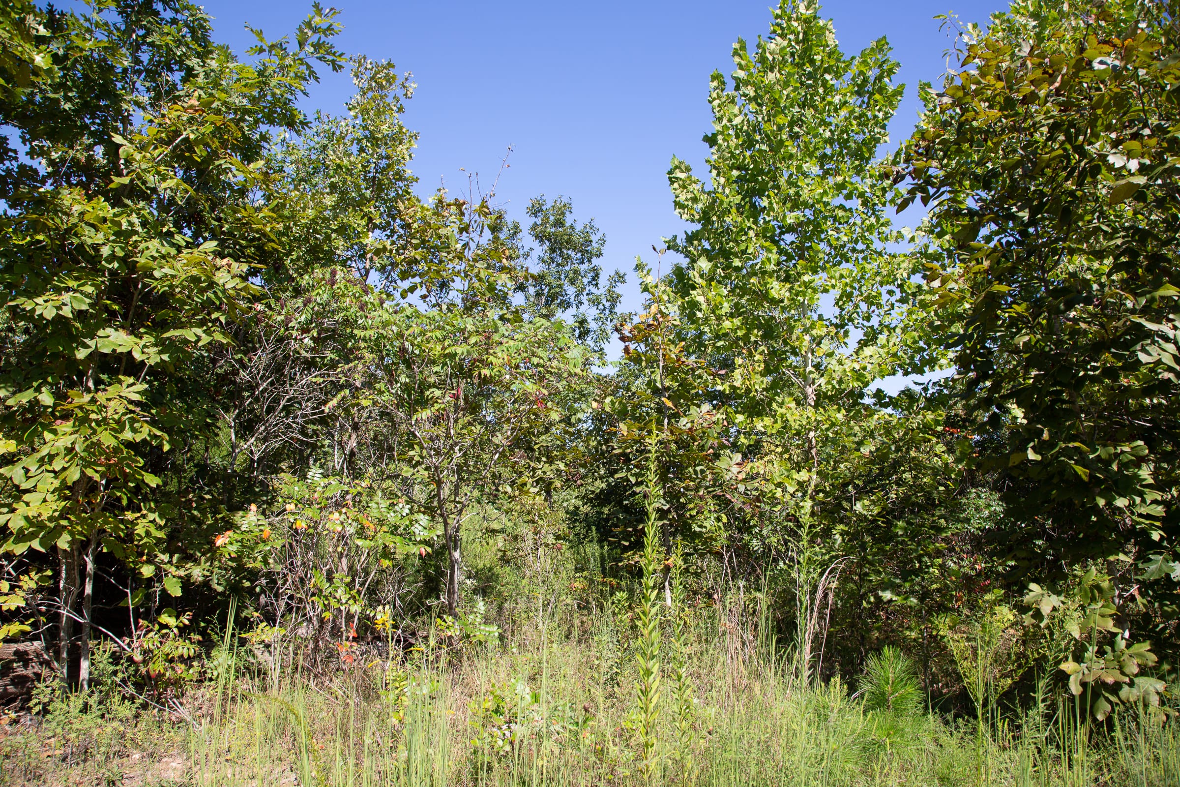 Borgmann’s Hollow Phase III Tract 74 photo 5