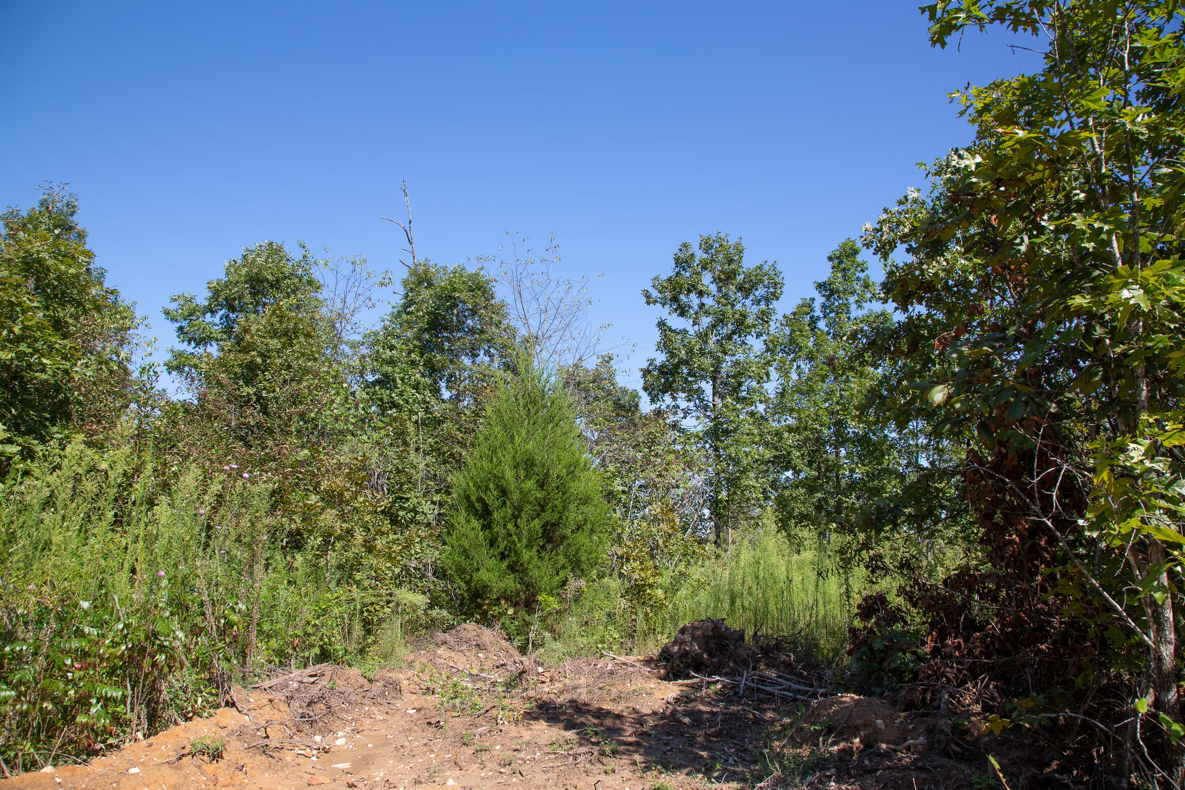 Borgmann’s Hollow Phase III Tract 74 photo 6