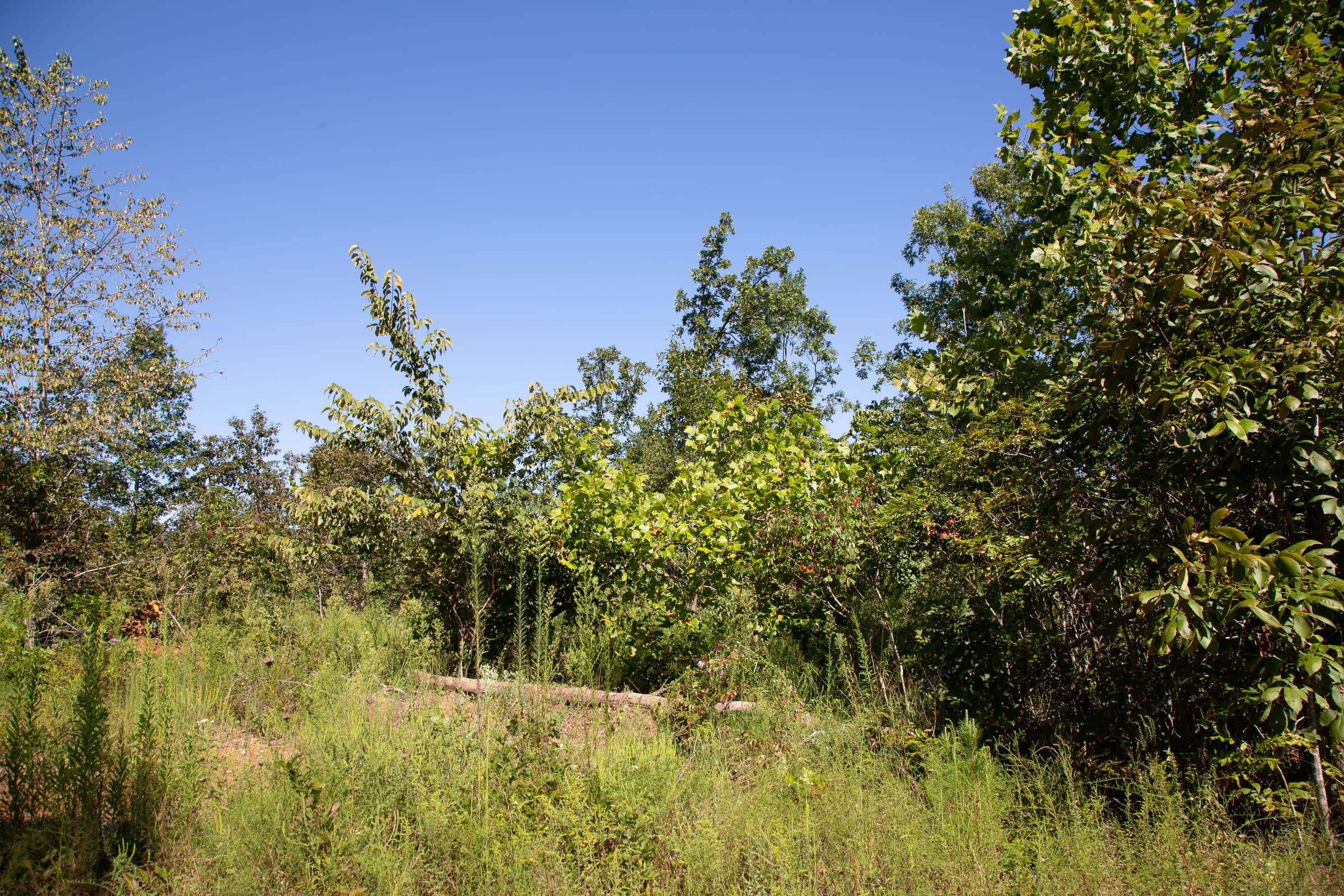 Borgmann’s Hollow Phase III Tract 74 photo 7