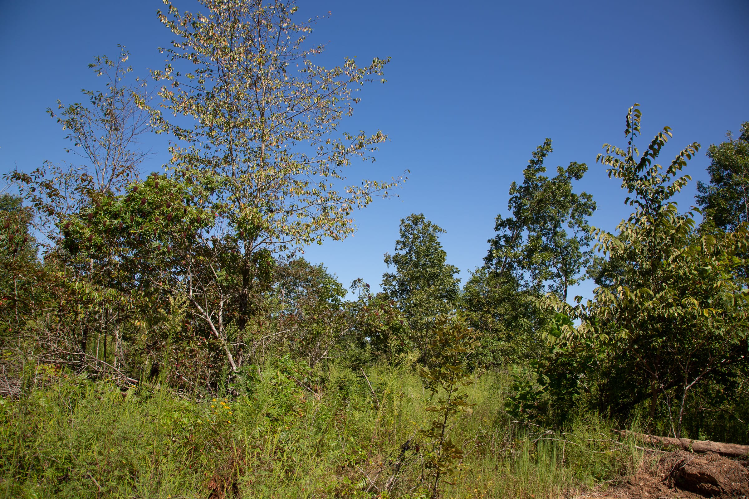 Borgmann’s Hollow Phase III Tract 74 photo 8