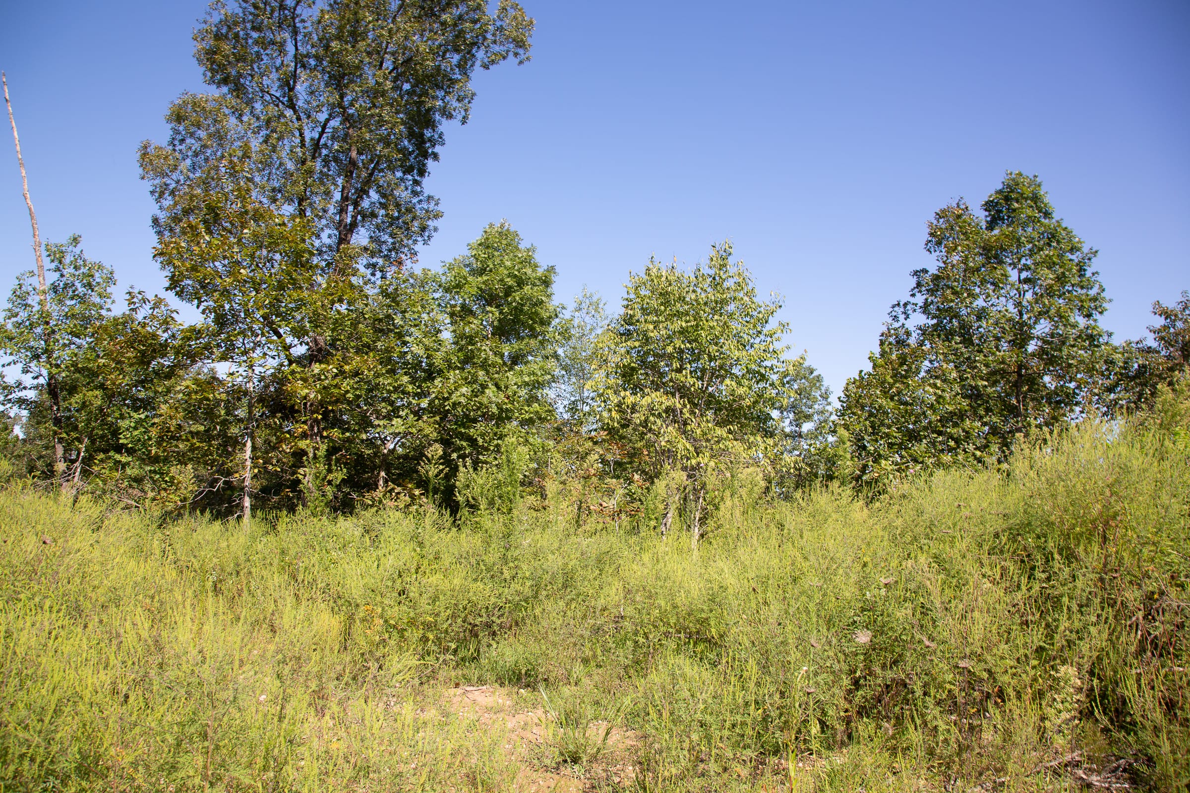 Borgmann’s Hollow Phase III Tract 74 photo 9