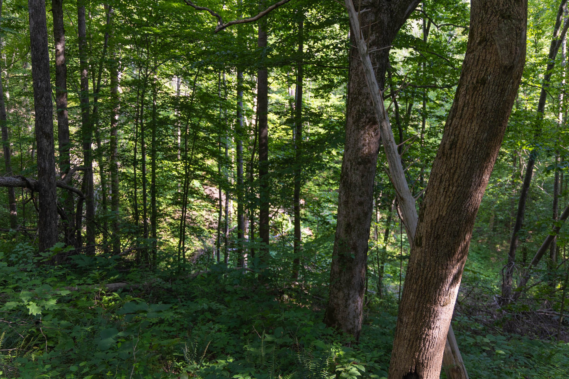 Creek Hollow Phase II Tract 65 photo 7