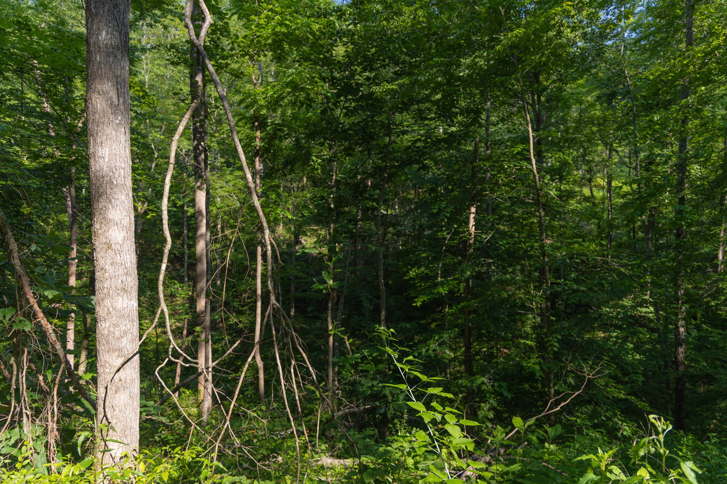 Creek Hollow Phase II Tract 65 photo 6