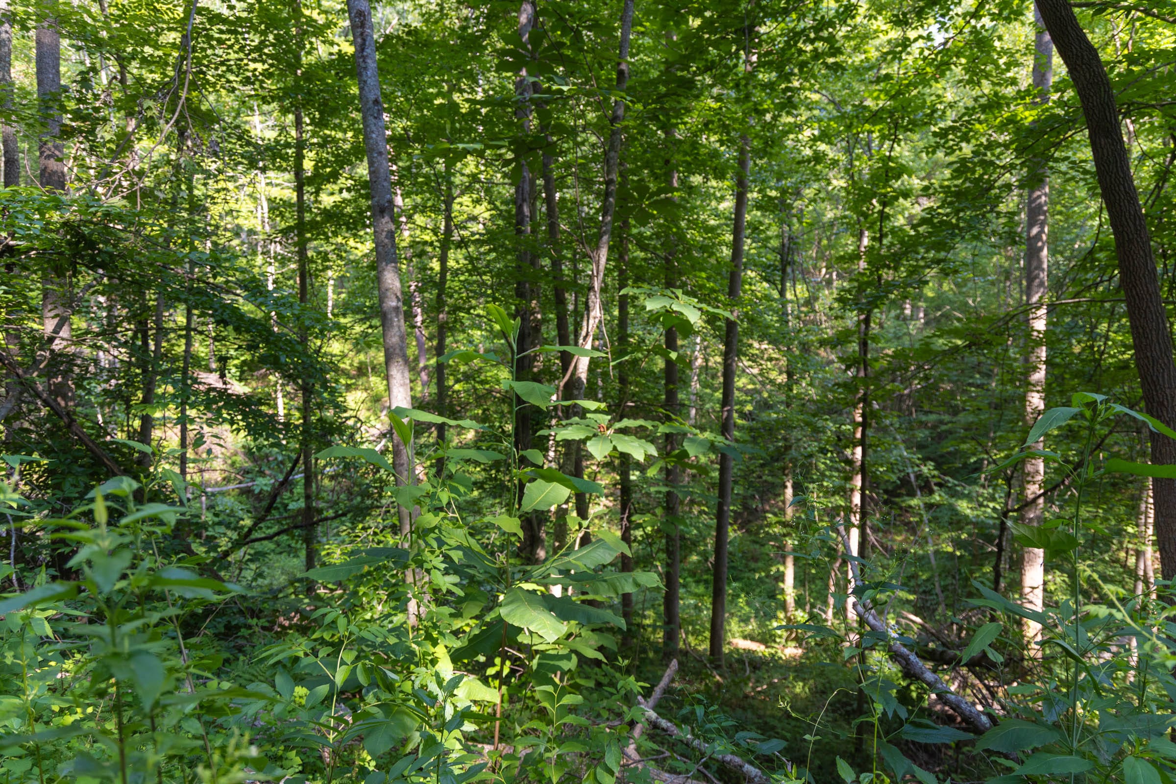 Creek Hollow Phase II Tract 65 photo 5