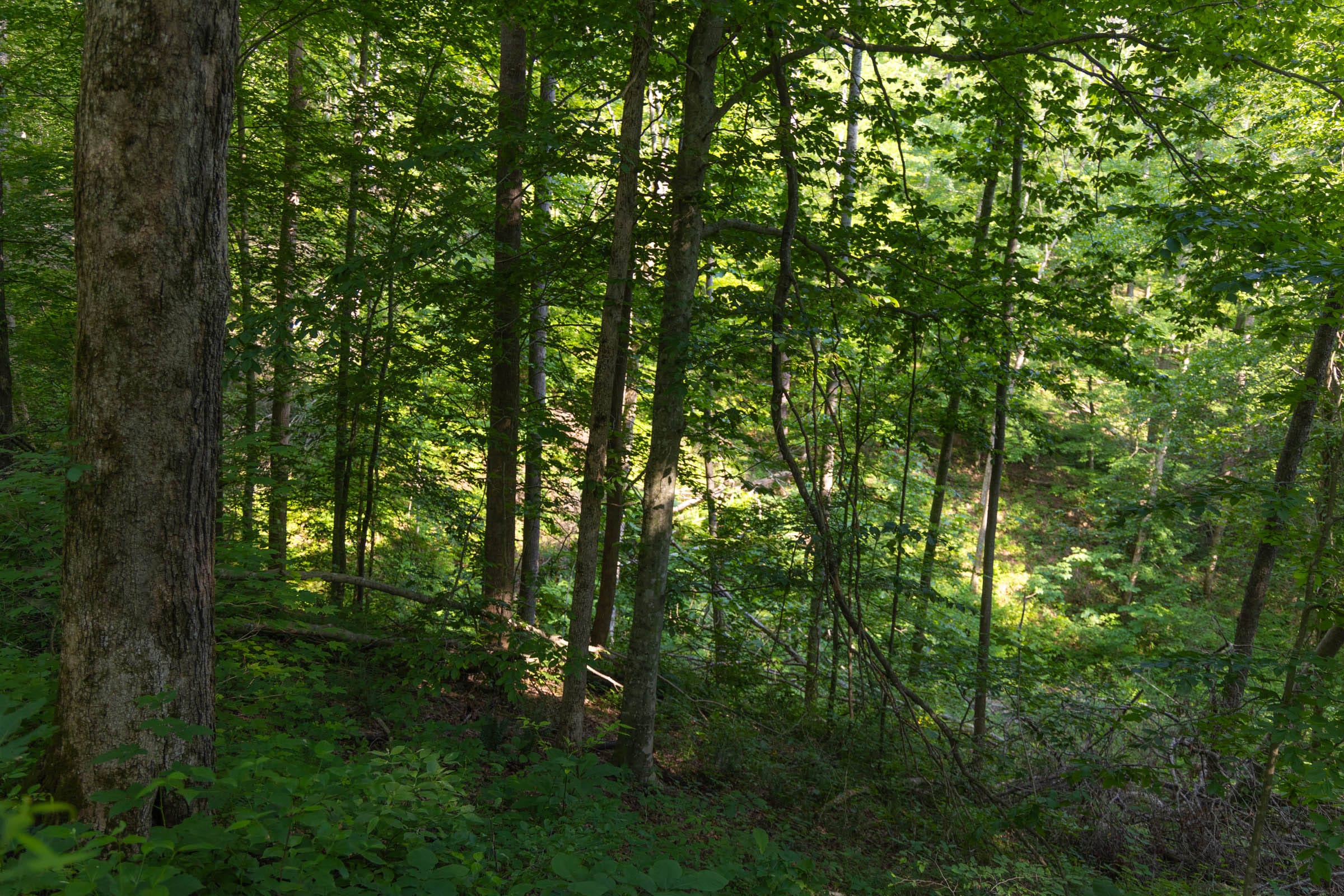 Creek Hollow Phase II Tract 65 photo 8