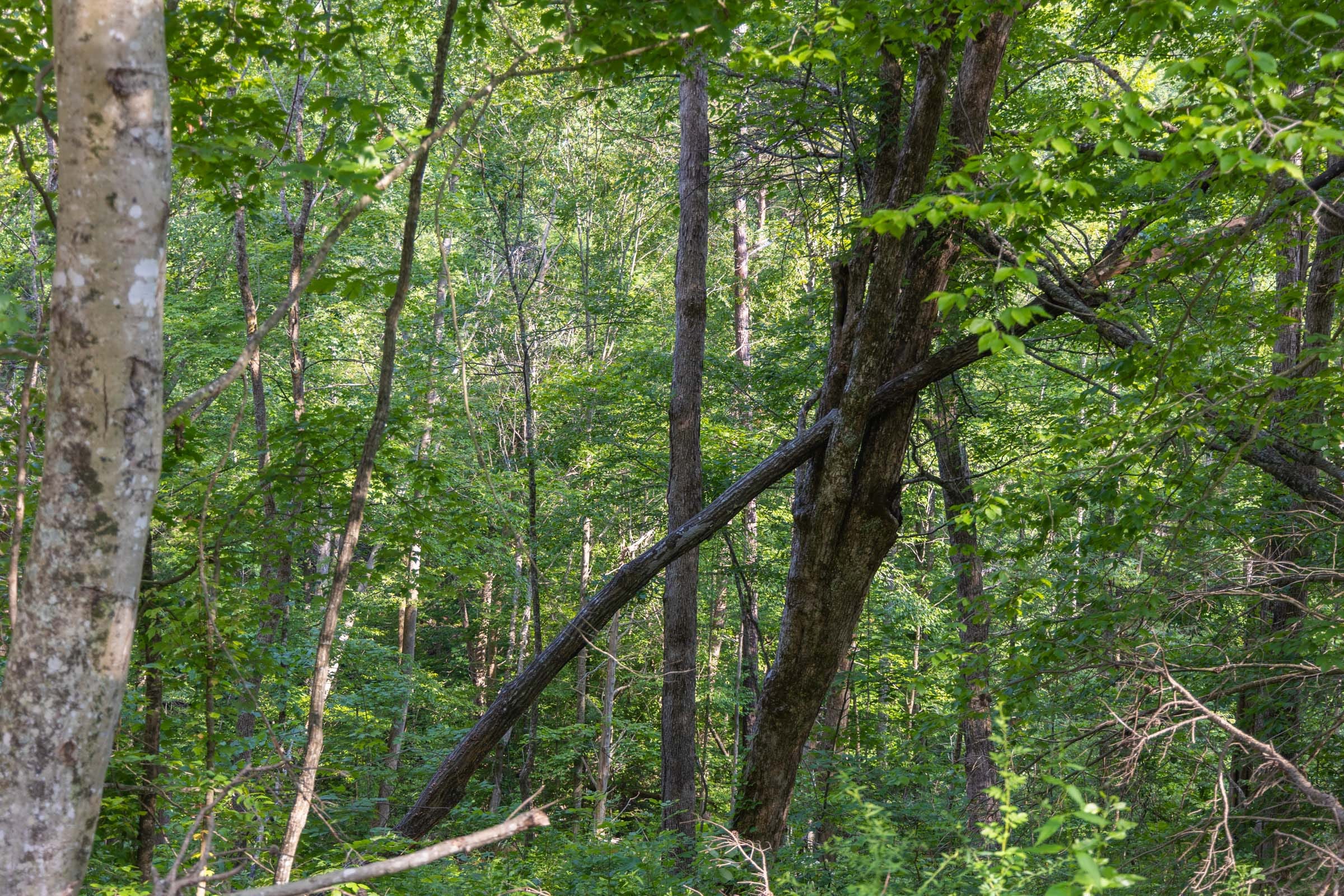 Creek Hollow Phase II Tract 65 photo 2