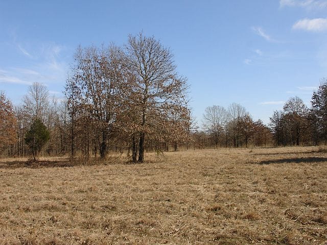 Tranquility Farms Tract 11 photo 6