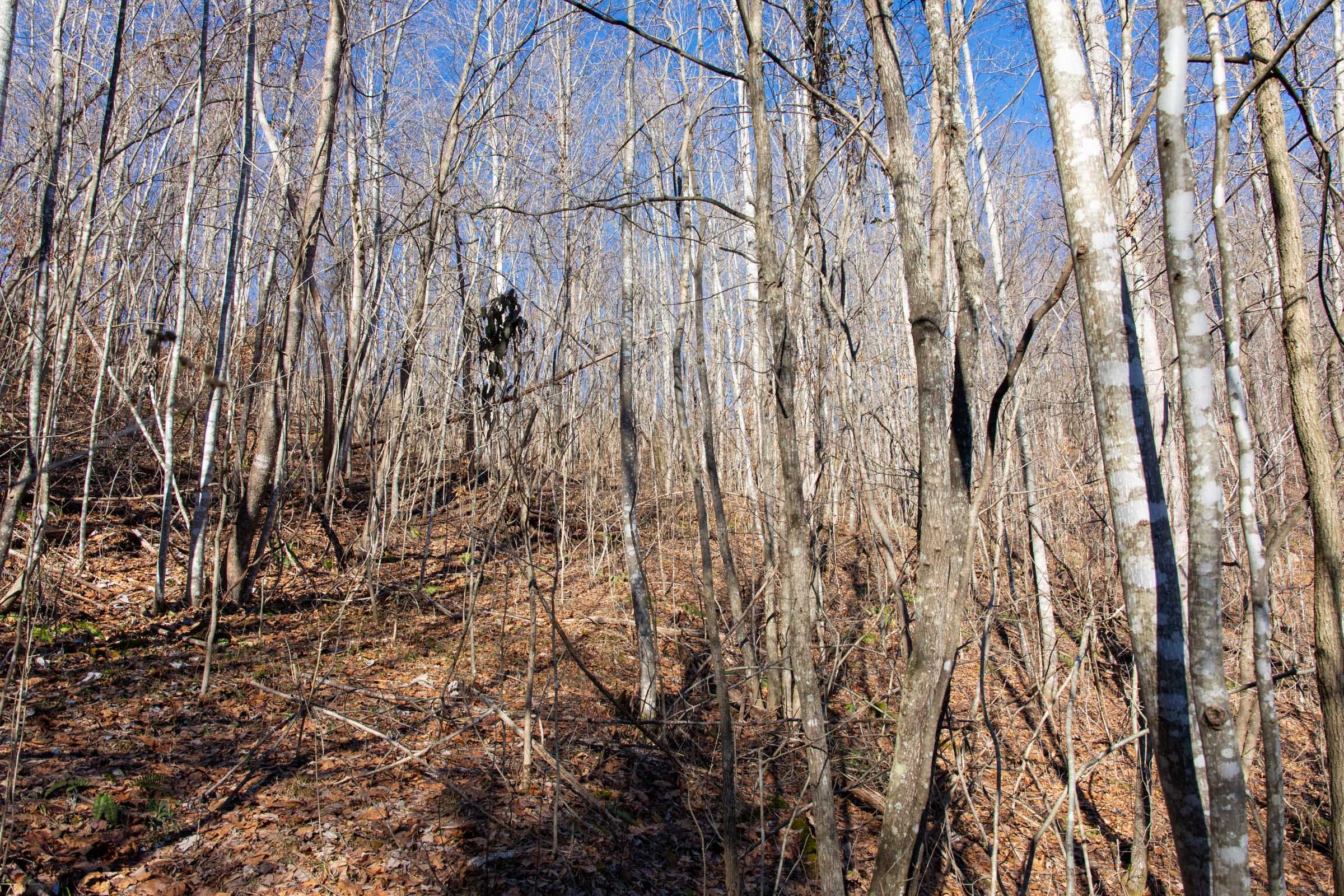 Blackstone Mountain Phase I Tract 22 photo 9