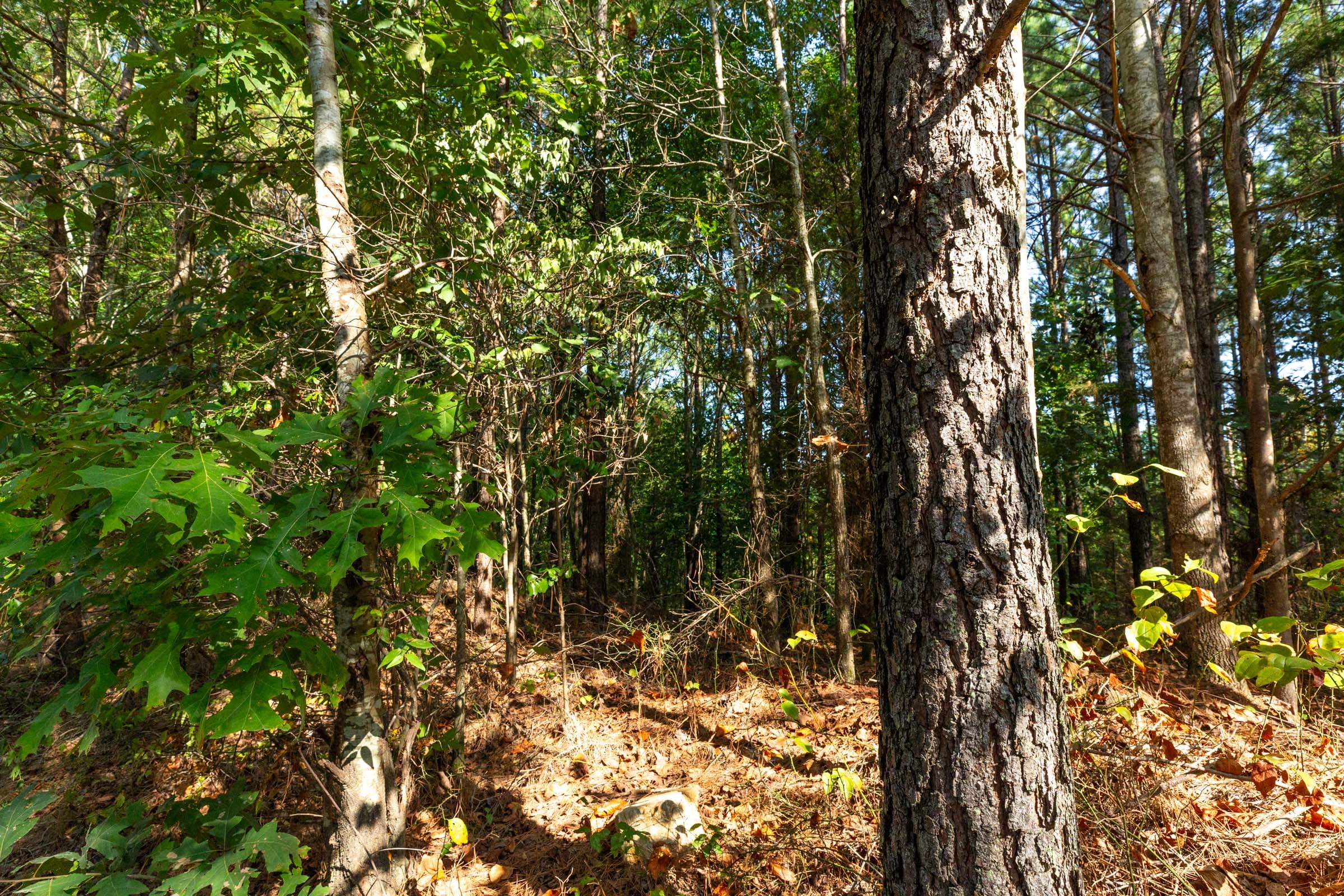 Harvest Ridge Tract 15 photo 2
