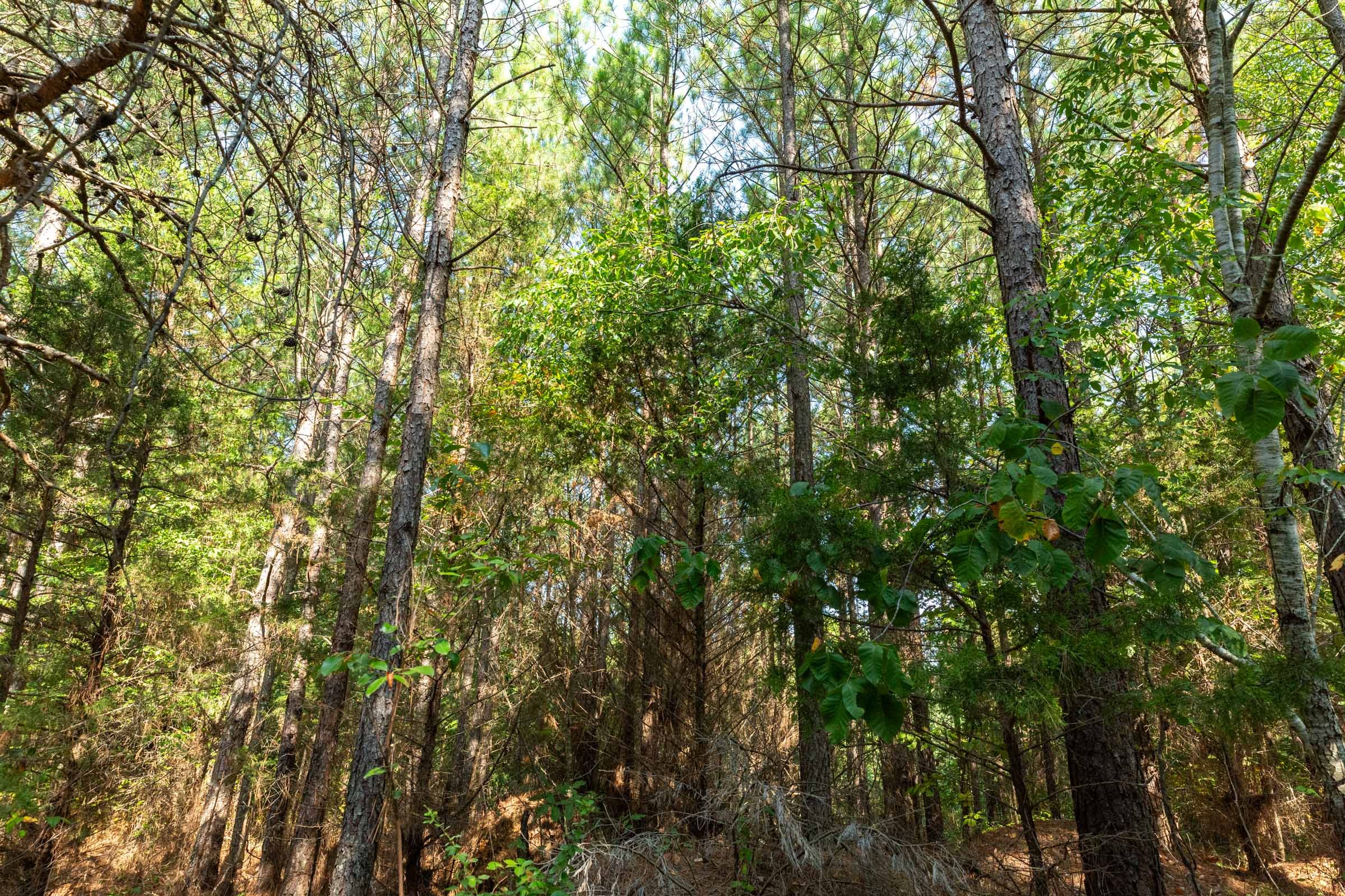 Harvest Ridge Tract 15 photo 3