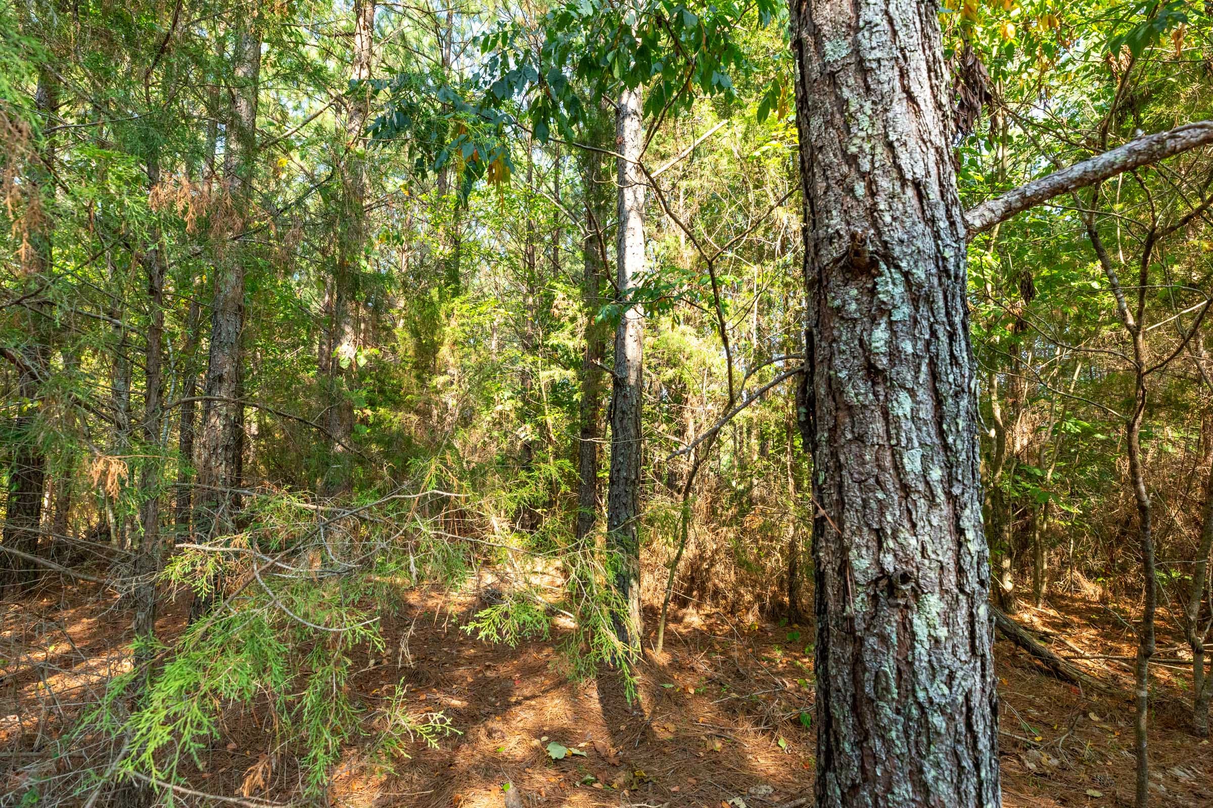 Harvest Ridge Tract 15 photo 4
