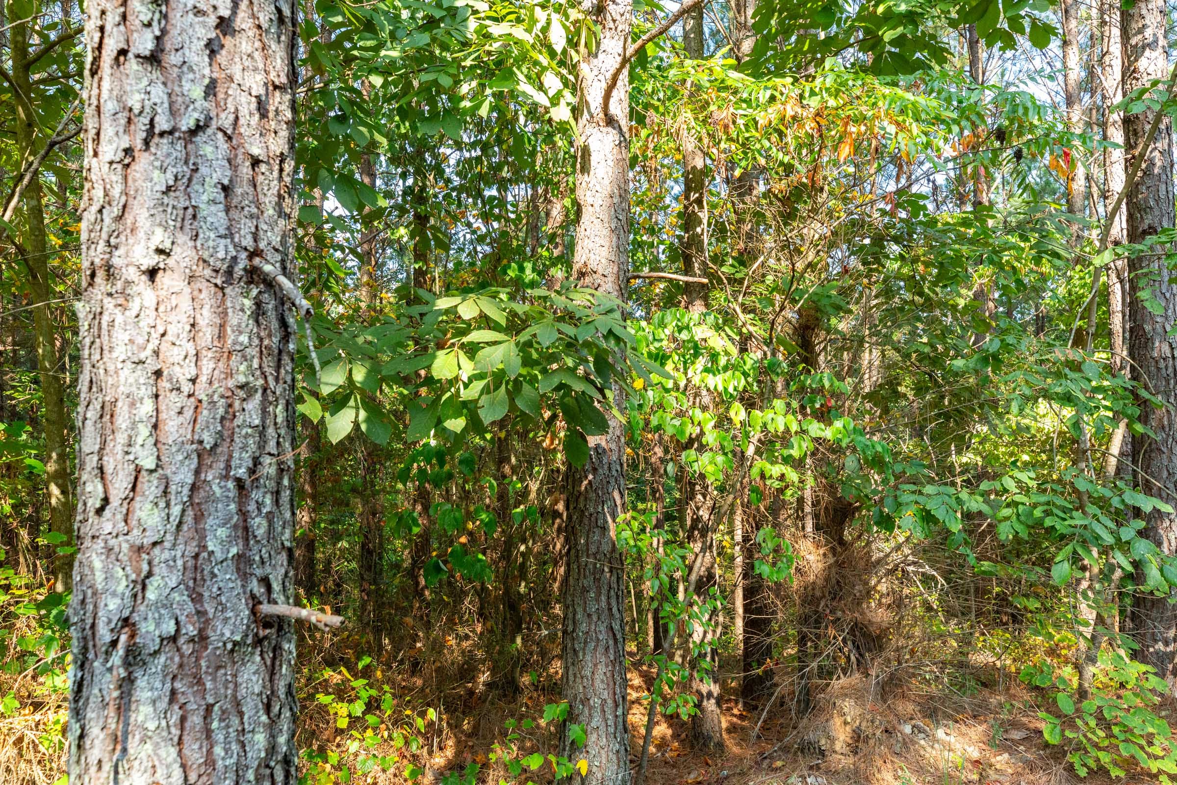 Harvest Ridge Tract 15 photo 5