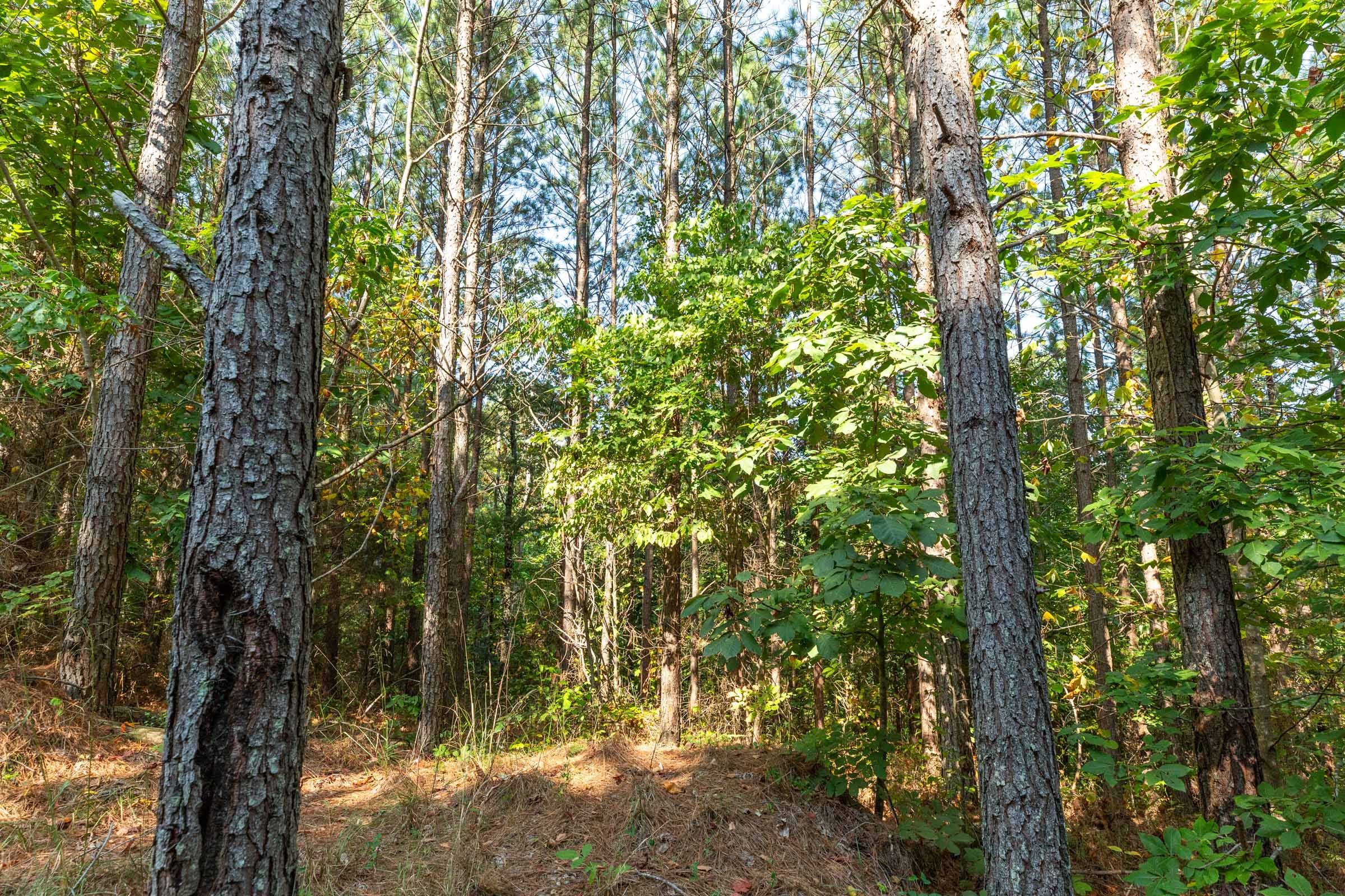 Harvest Ridge Tract 15 photo 6