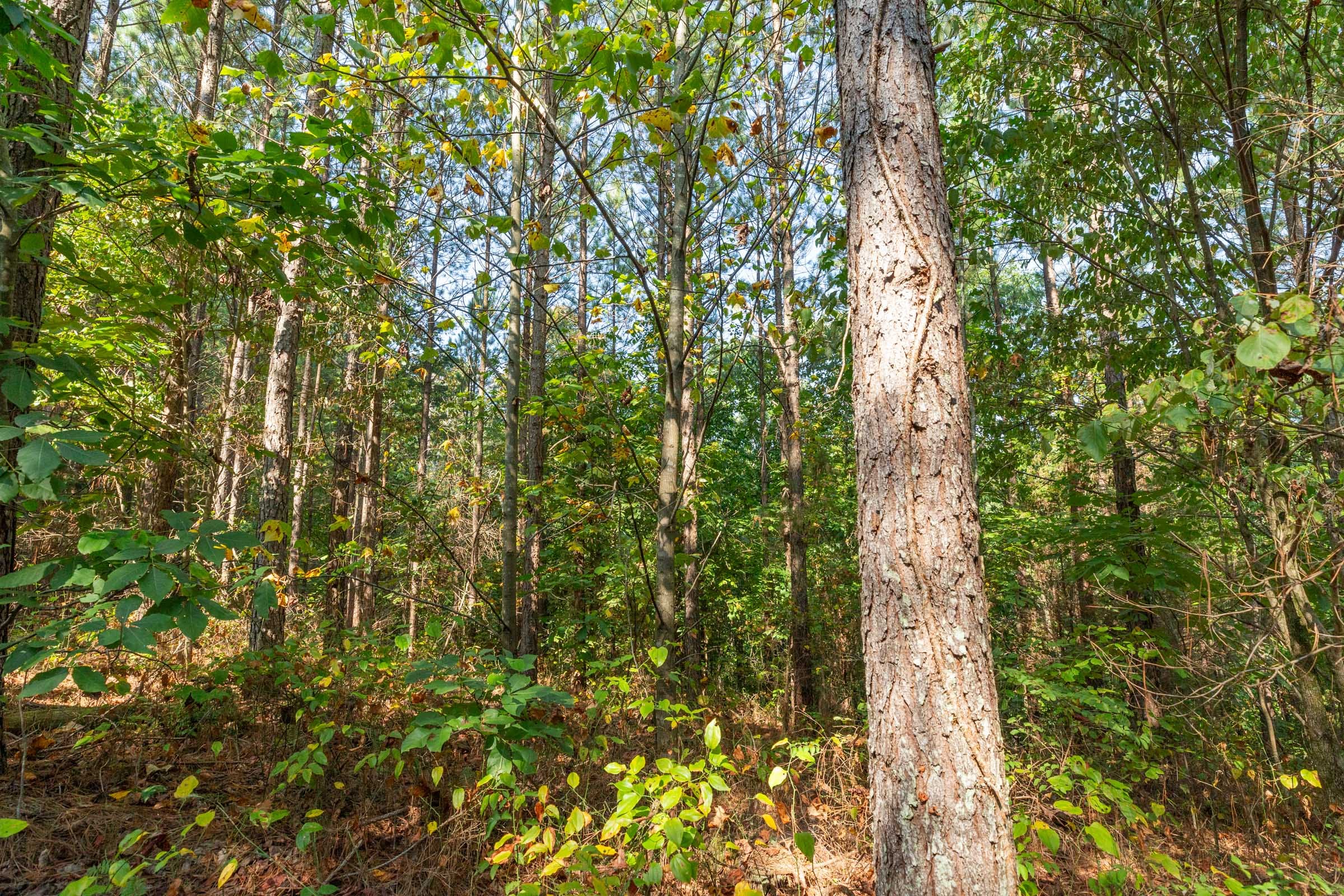 Harvest Ridge Tract 15 photo 8
