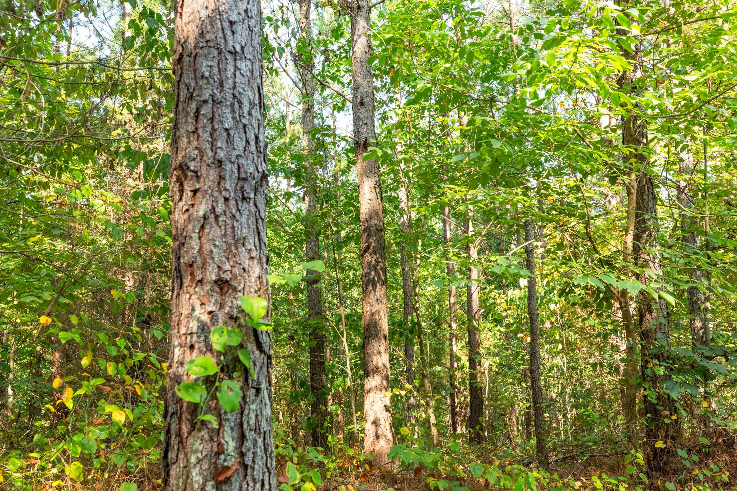 Harvest Ridge Tract 15 photo 9