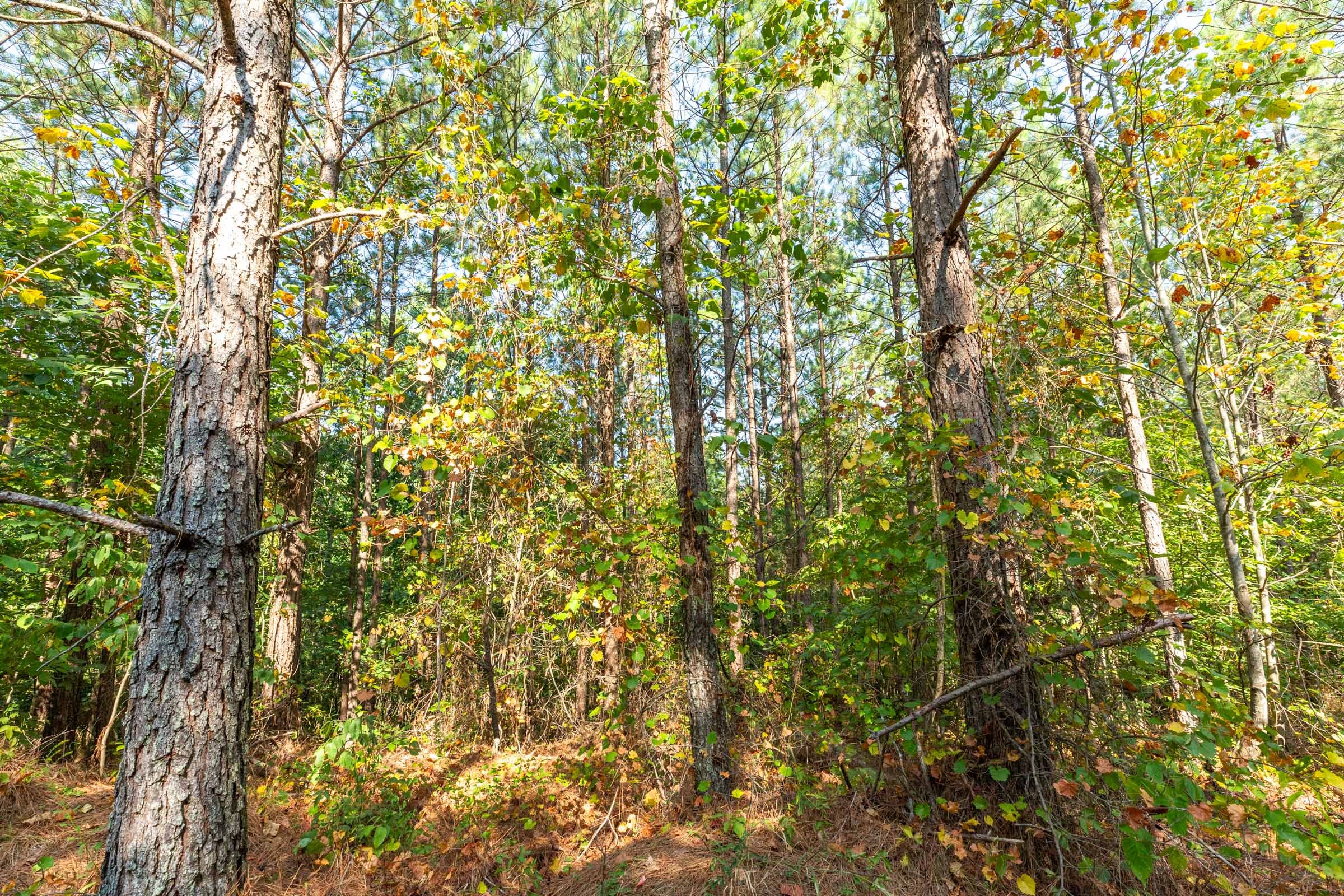 Harvest Ridge Tract 15 photo 10
