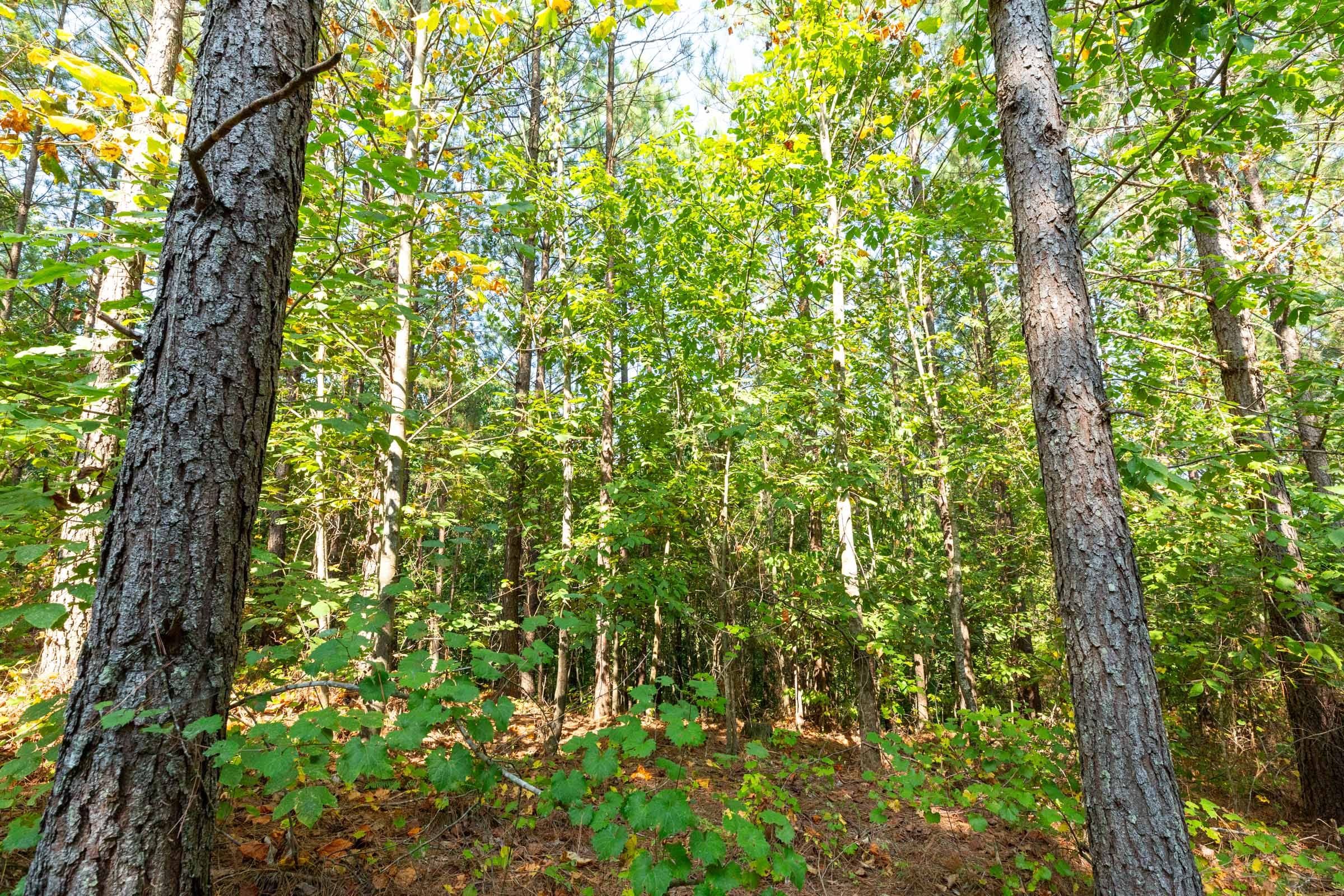 Harvest Ridge Tract 15 photo 11