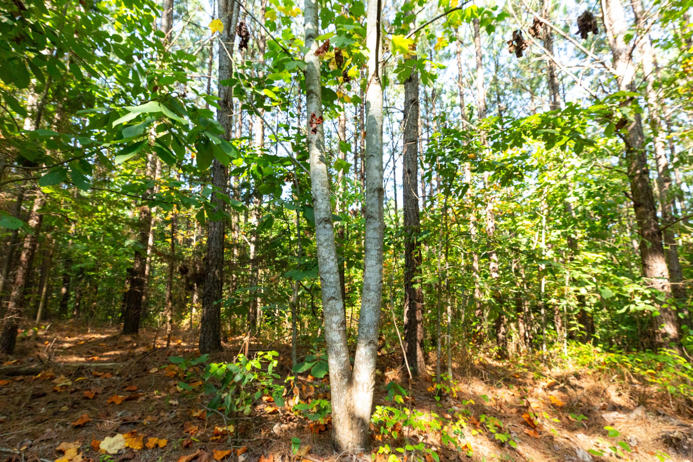 Harvest Ridge Tract 15 photo 13